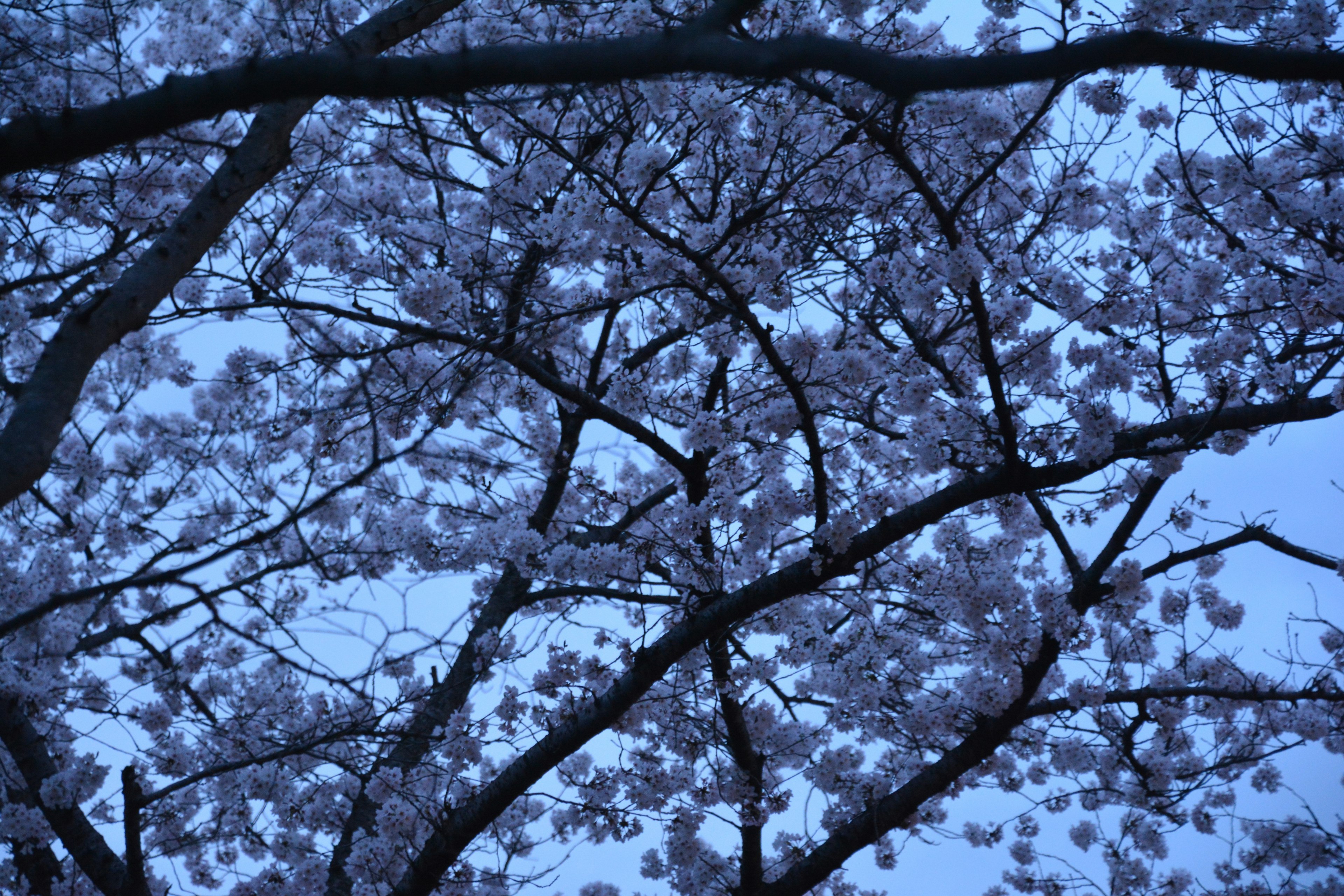 Cherry blossom branches against a blue sky