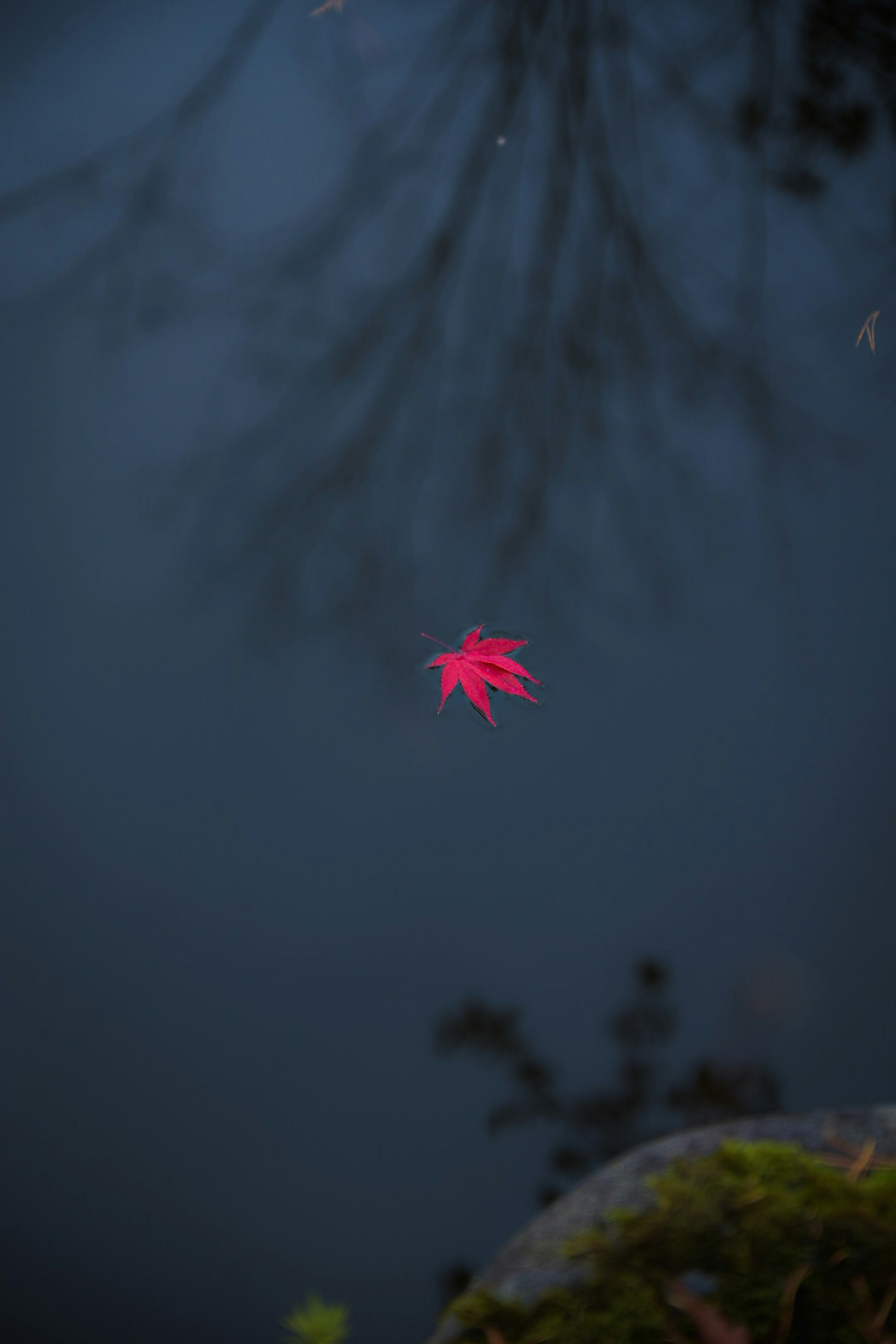 A red leaf floating on the water surface with reflections