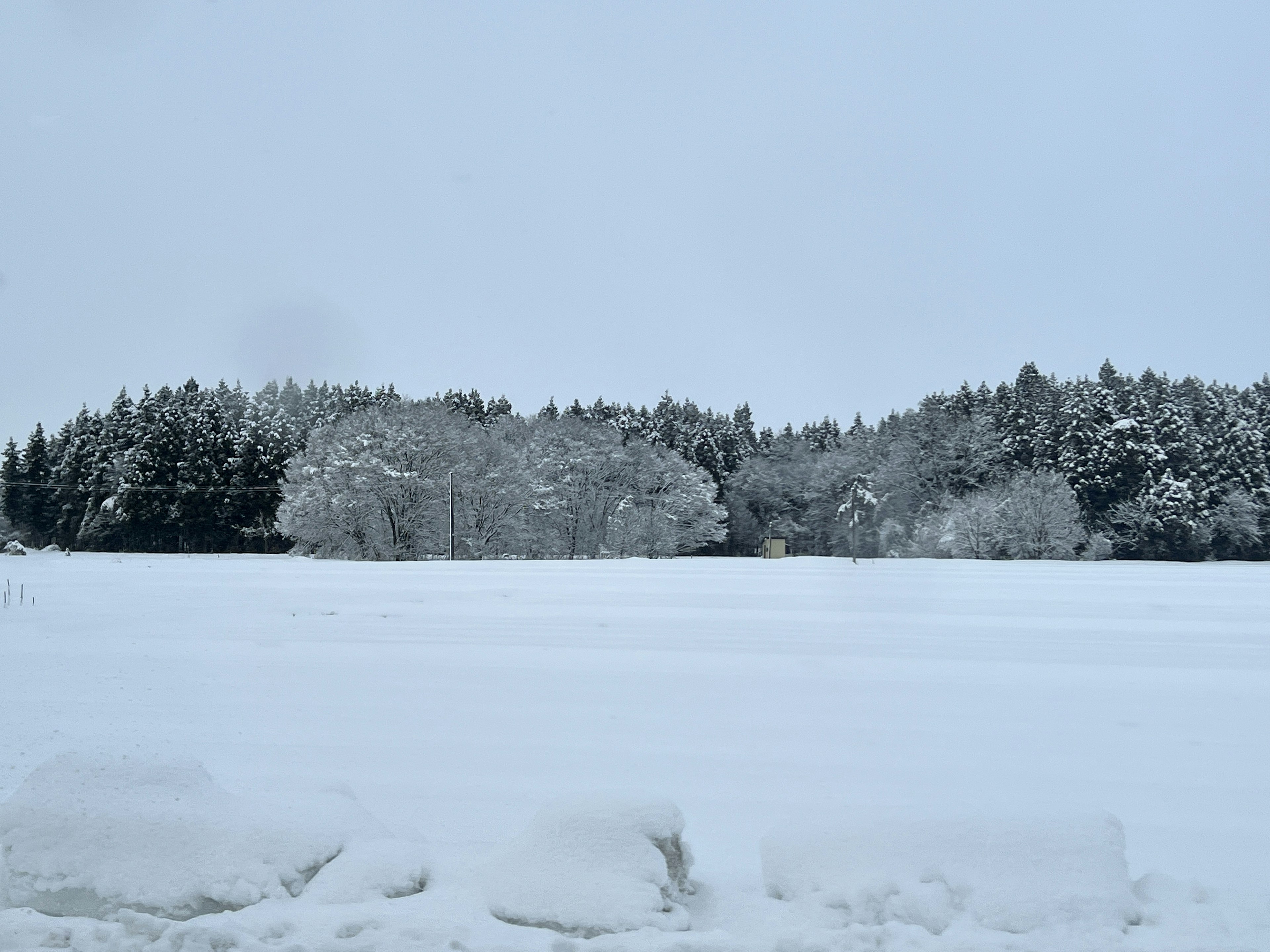 Schneebedeckte Landschaft mit Bäumen und offenem Feld