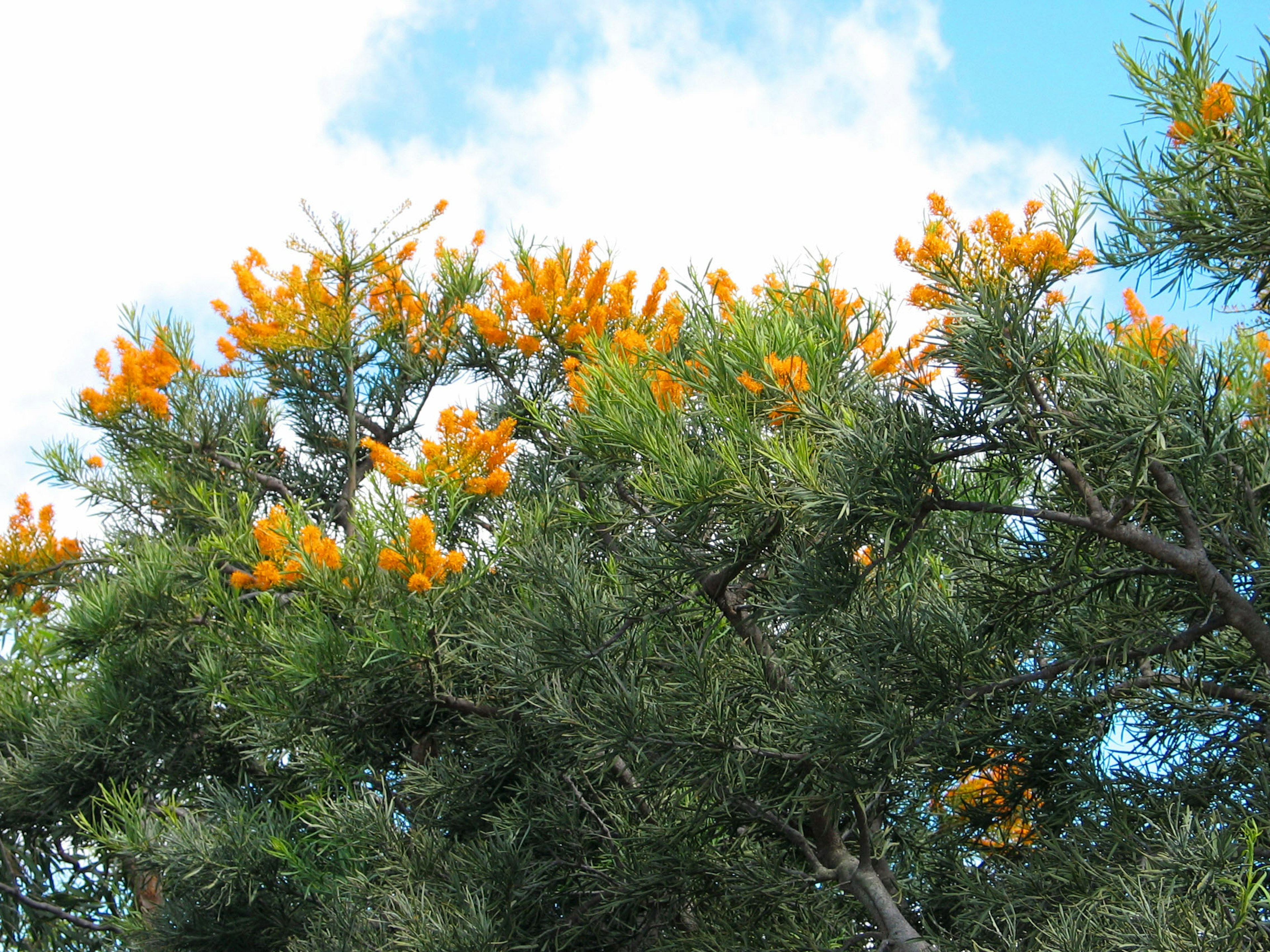 Green tree branches with orange flowers under a blue sky