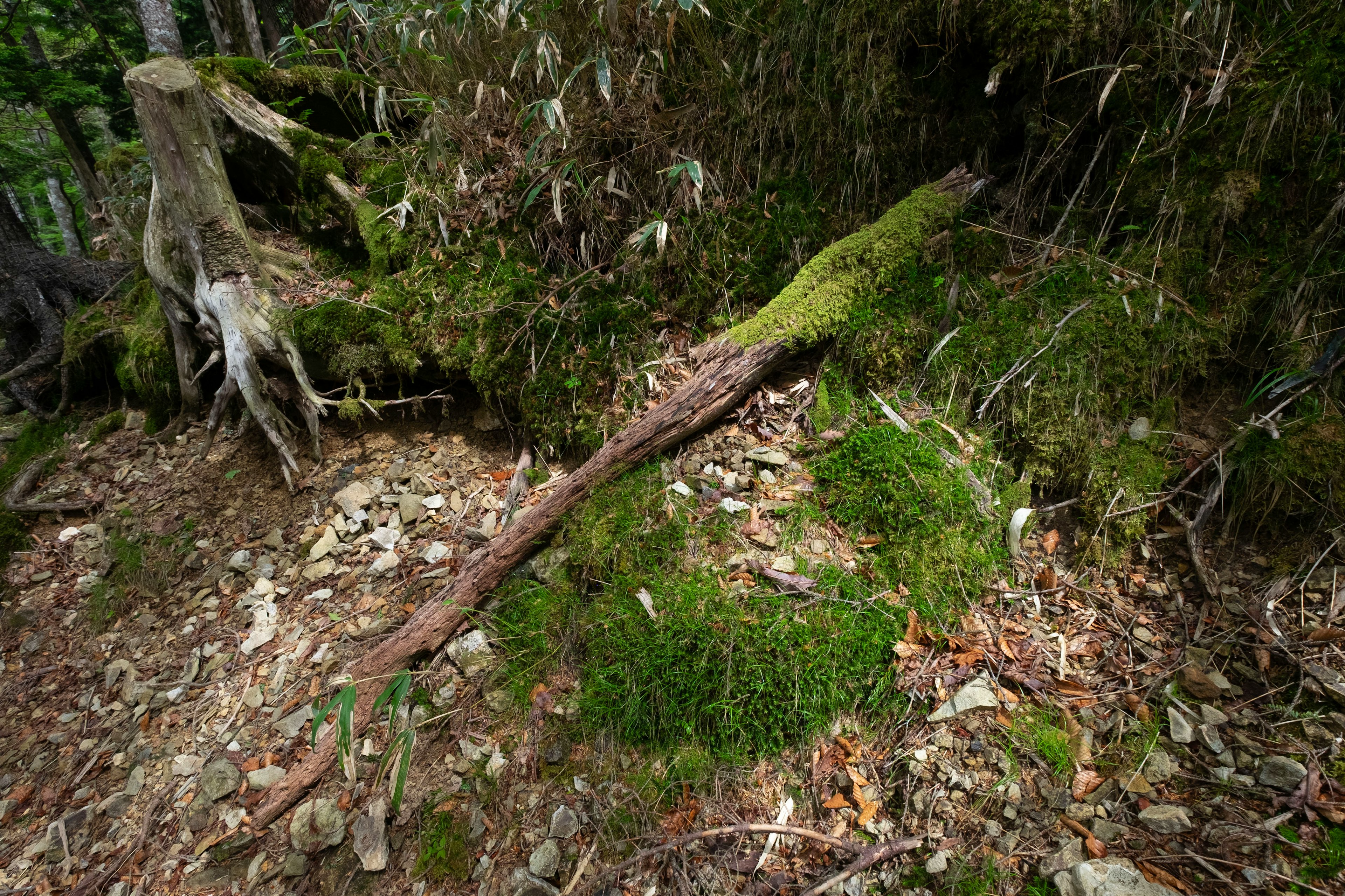 森の土壌に生えた苔と木の根の詳細