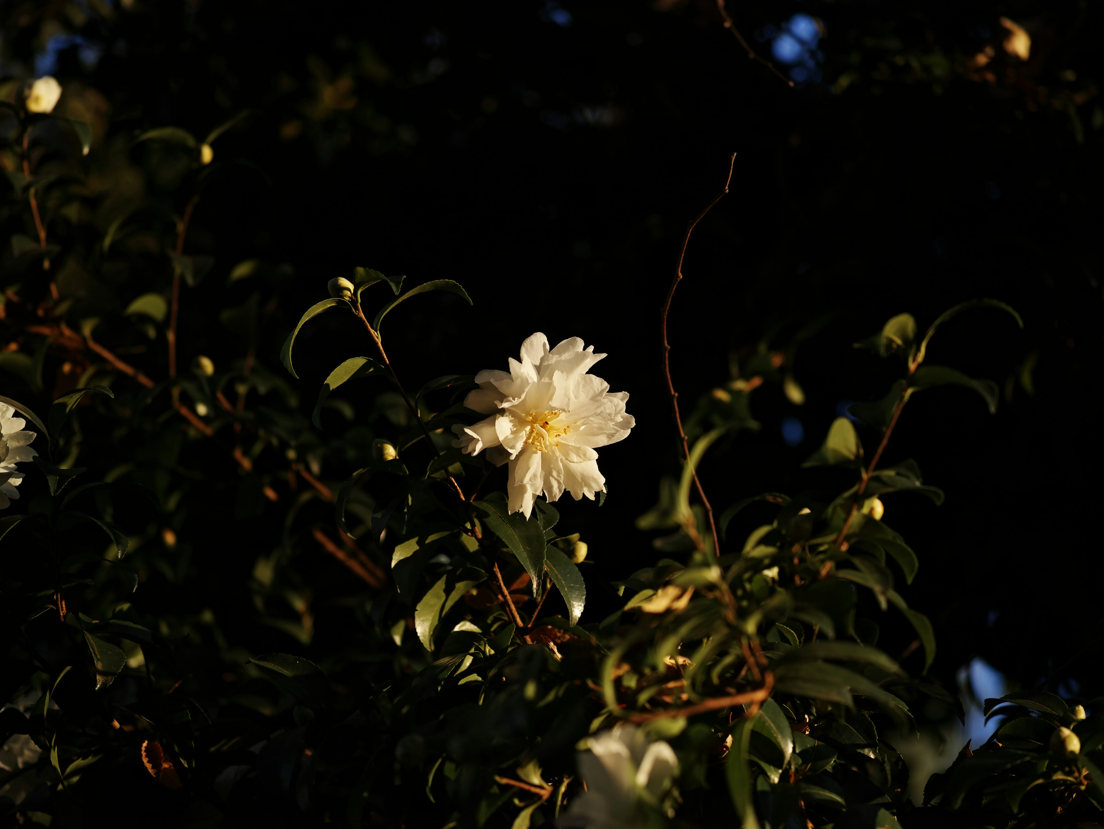 在黃昏背景中，綠色葉子間閃耀的白色花朵