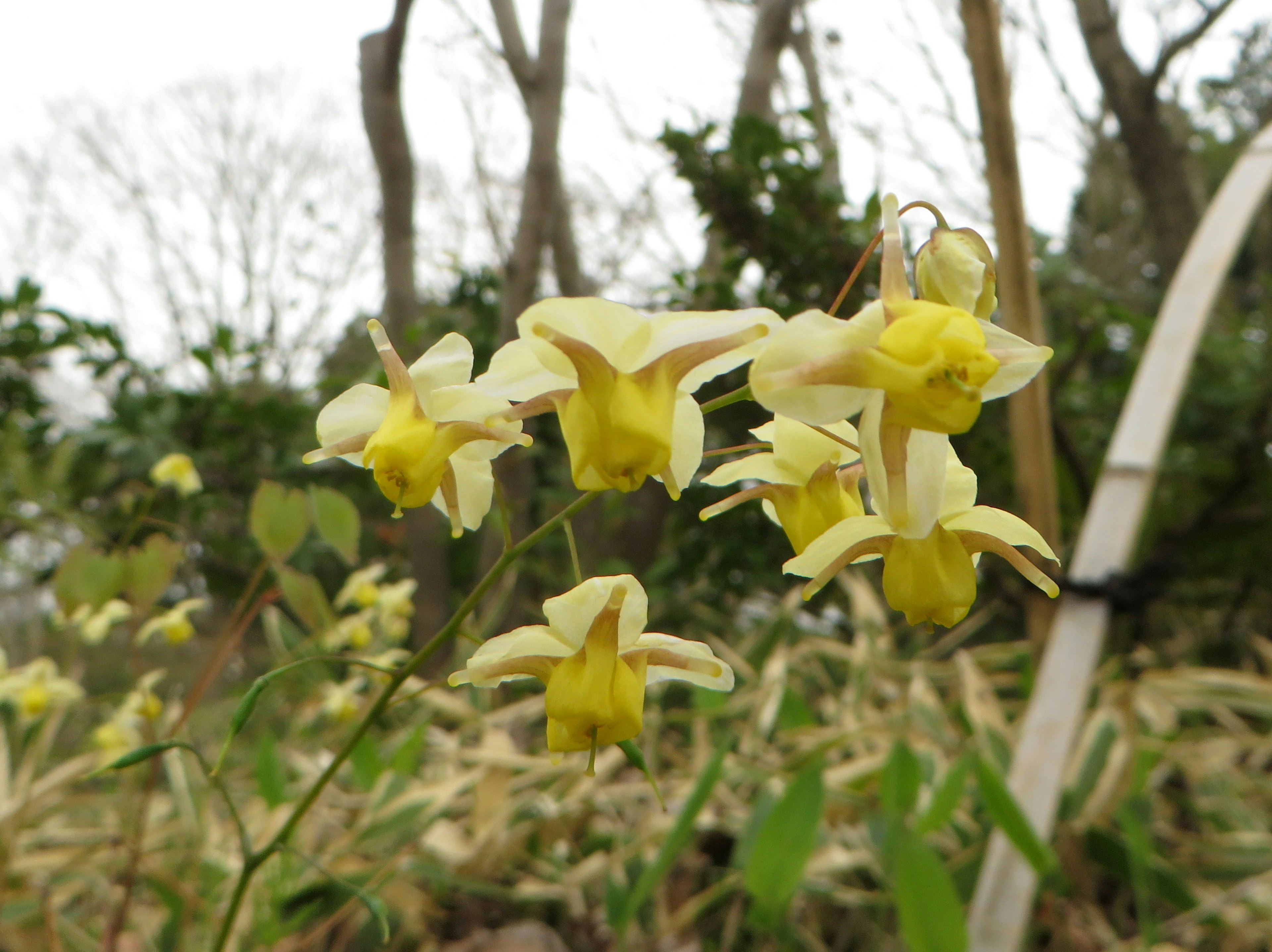 Un groupe de fleurs jaunes pâles dans un cadre naturel