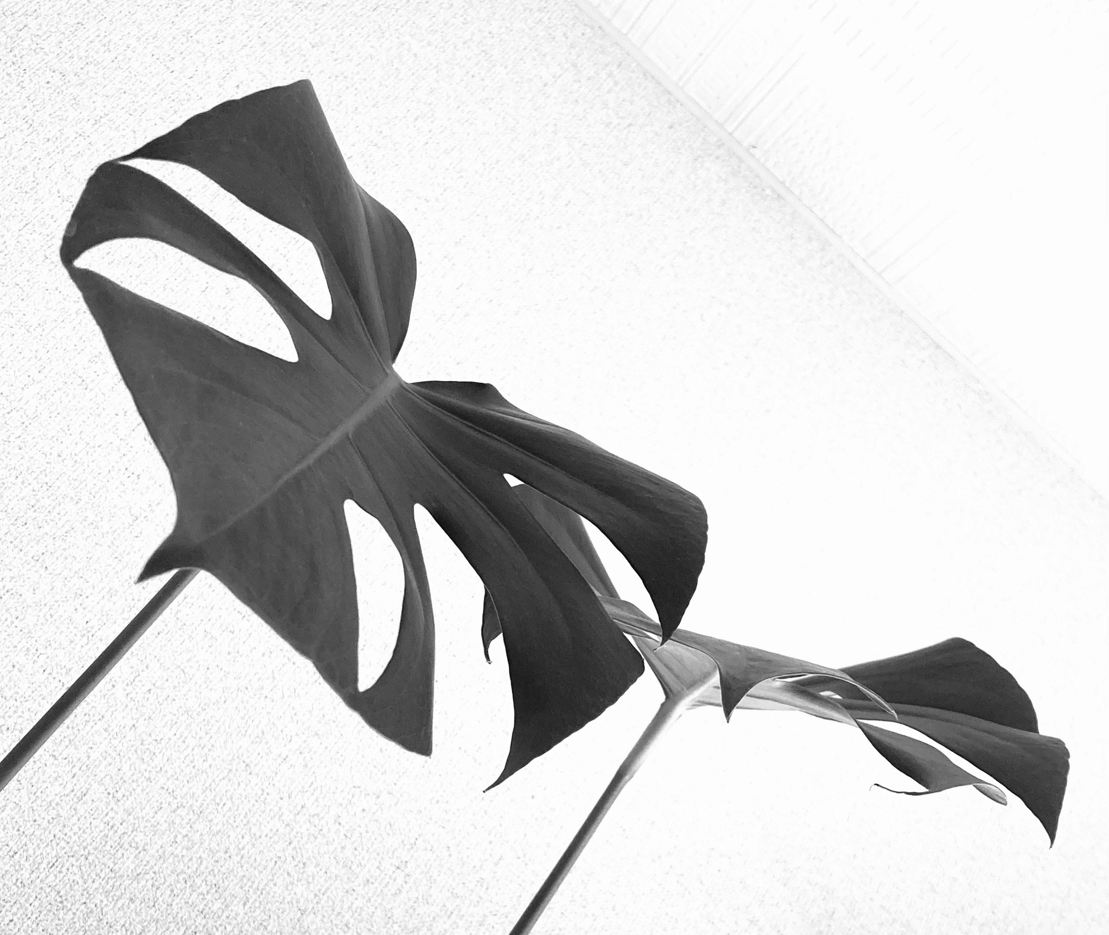 Monstera leaves waving in the wind against a black and white background