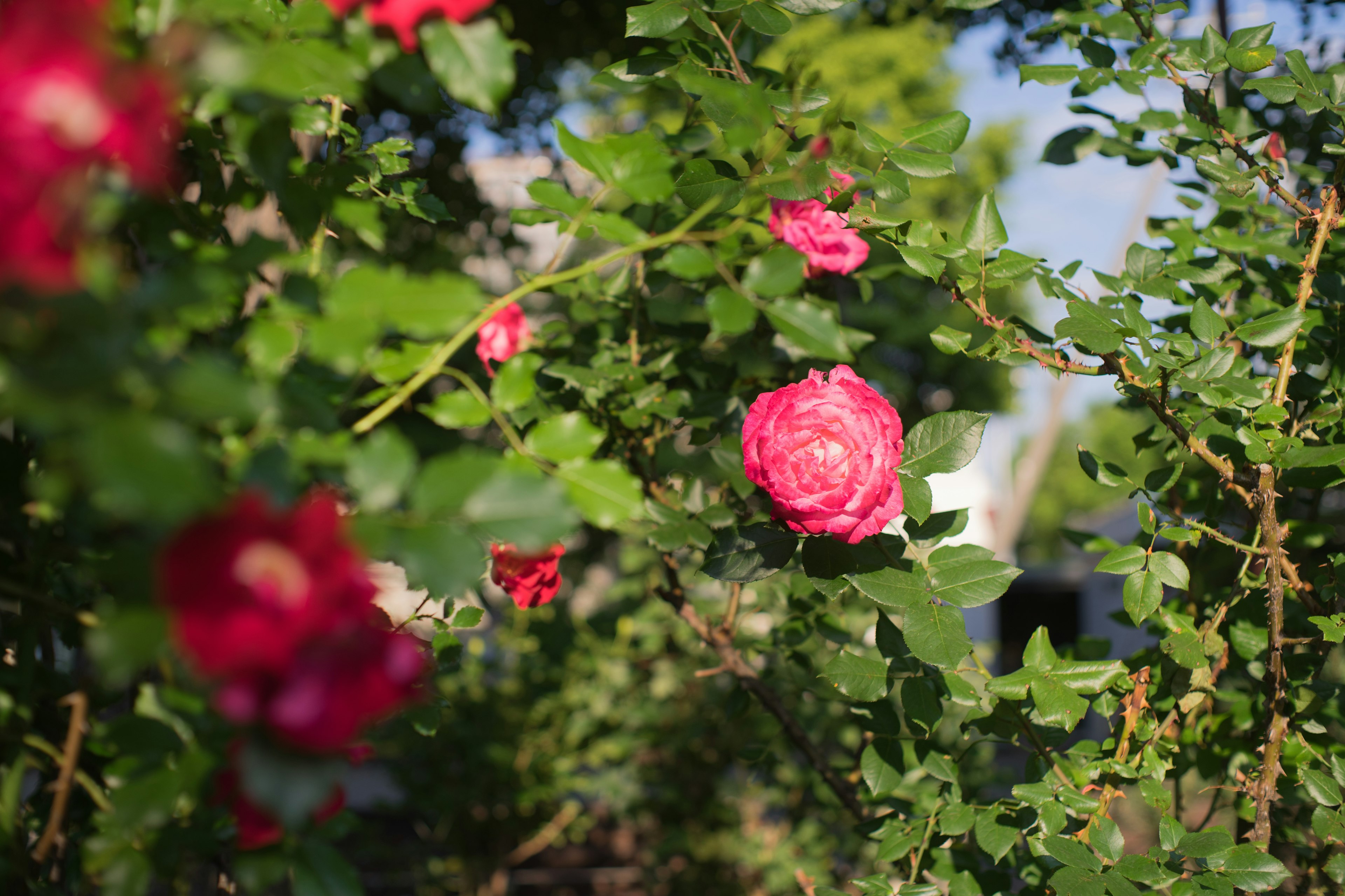 Rose rosse vivaci circondate da foglie verdi in un ambiente bellissimo