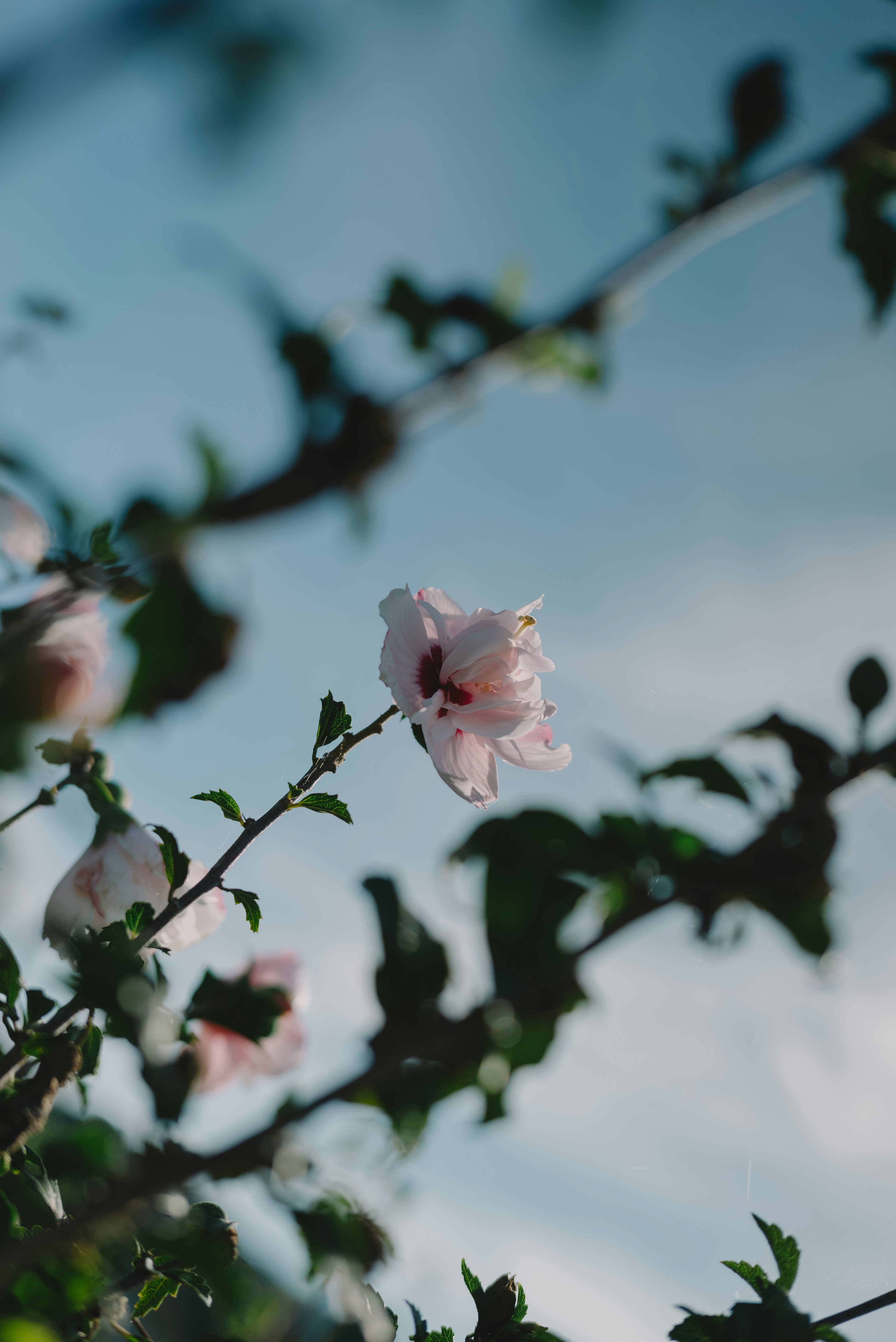 A branch featuring light pink flowers and green leaves against a blue sky