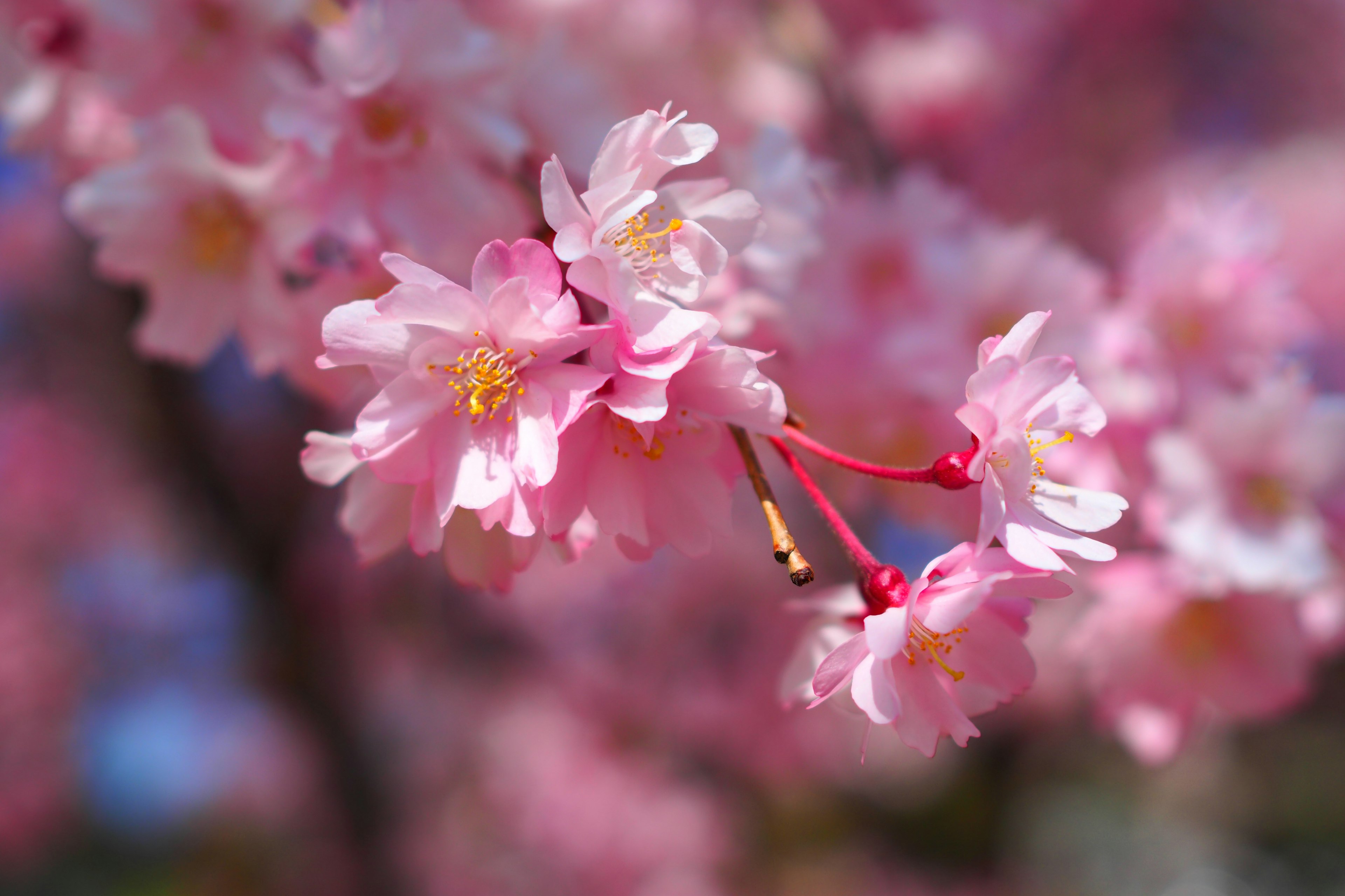 Primer plano de hermosas flores de cerezo en una rama