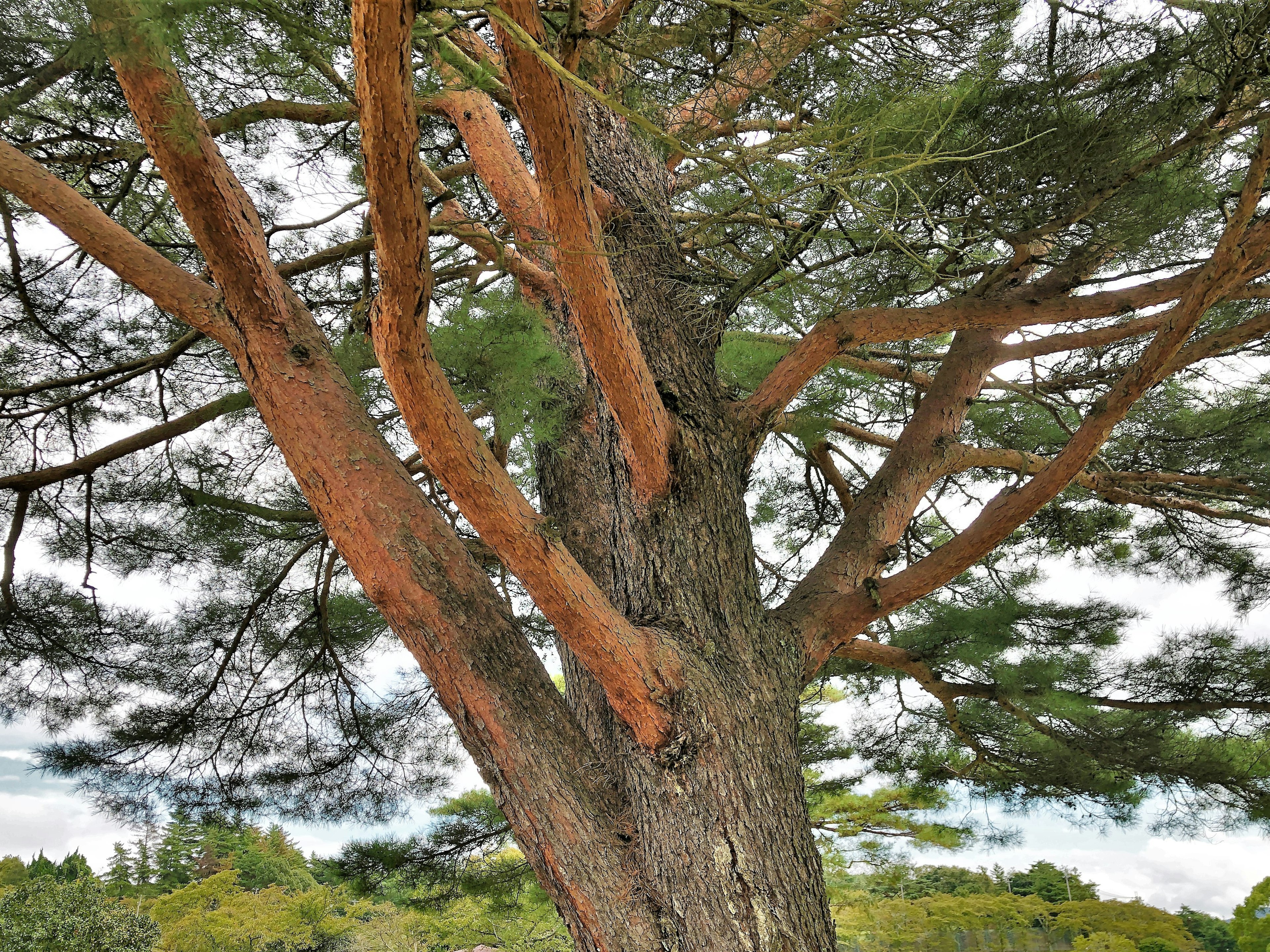 Un grande tronco d'albero con rami in un paesaggio naturale