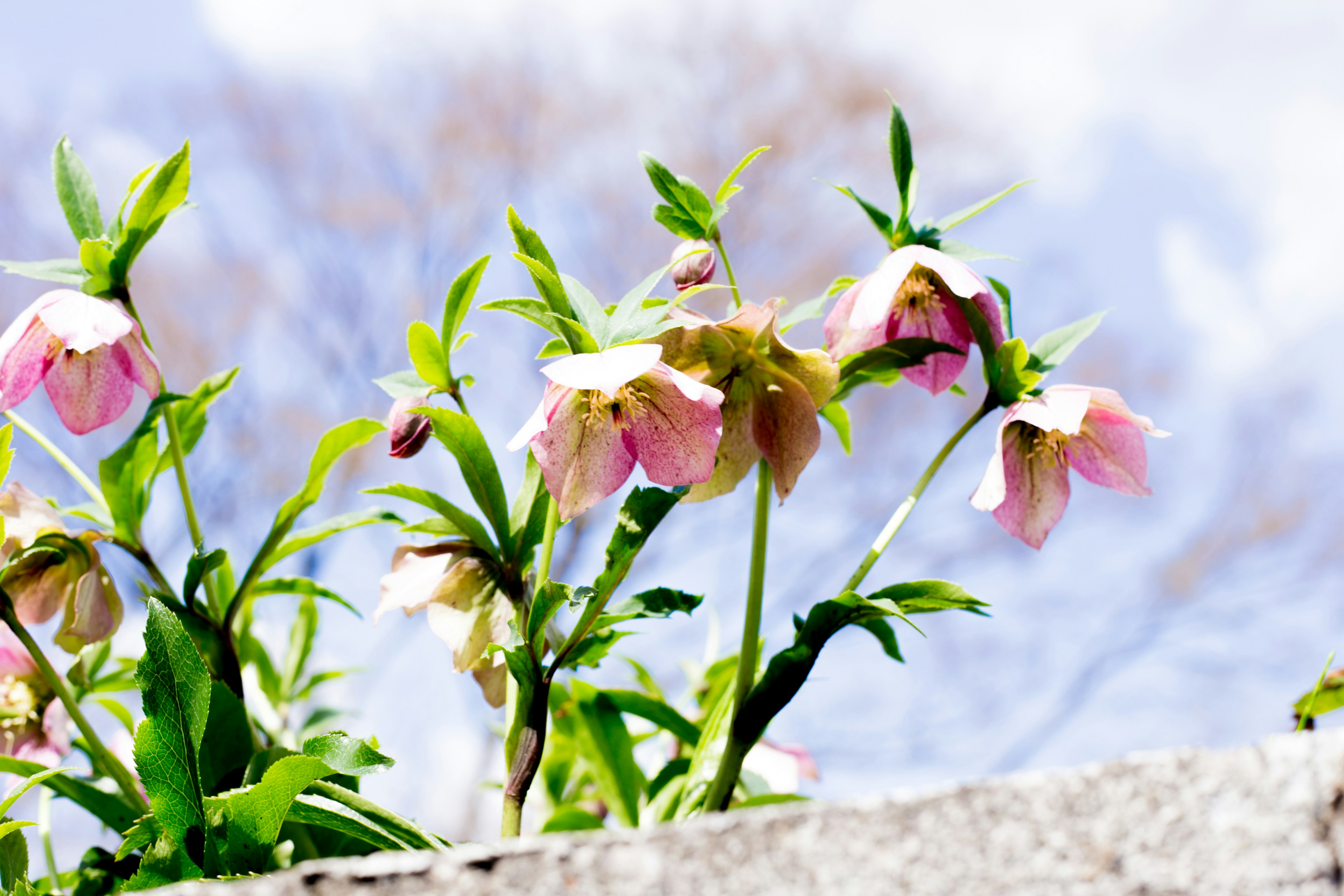 花が咲いている風景の写真で、ピンクの花と青空が見える