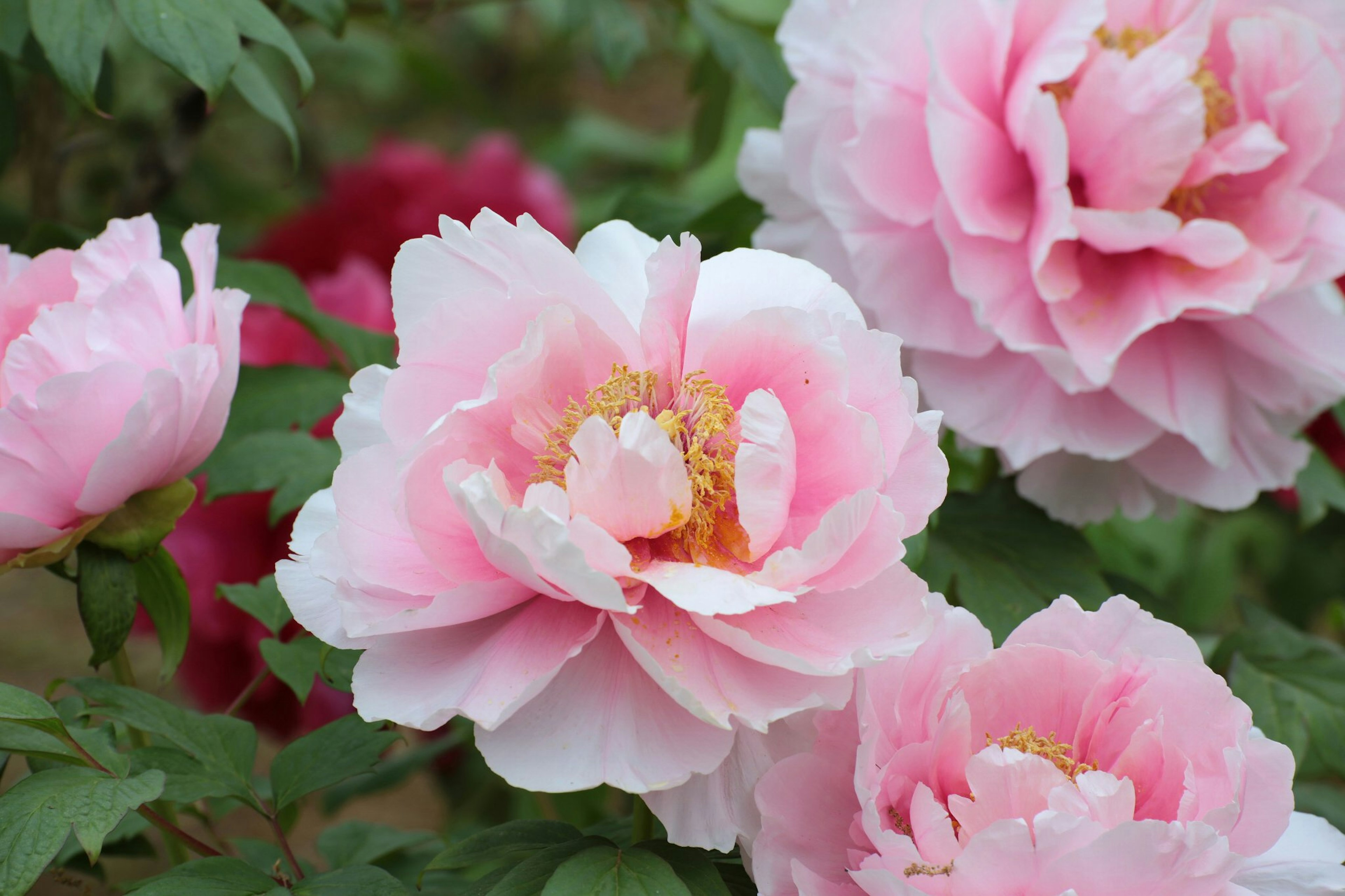 Pemandangan taman yang indah dengan bunga peony merah muda yang mekar