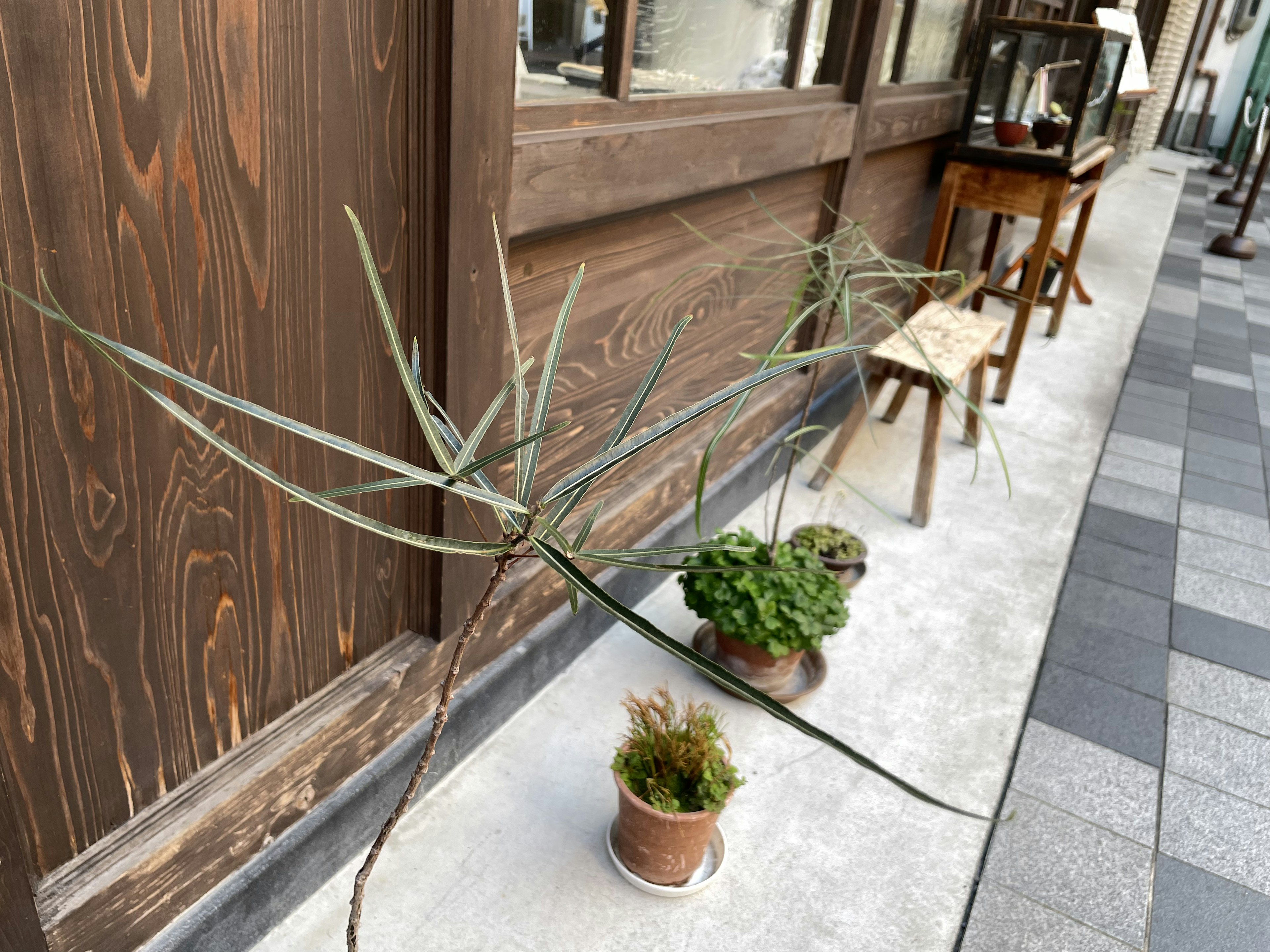 A scene featuring plants and a small table along a wooden wall