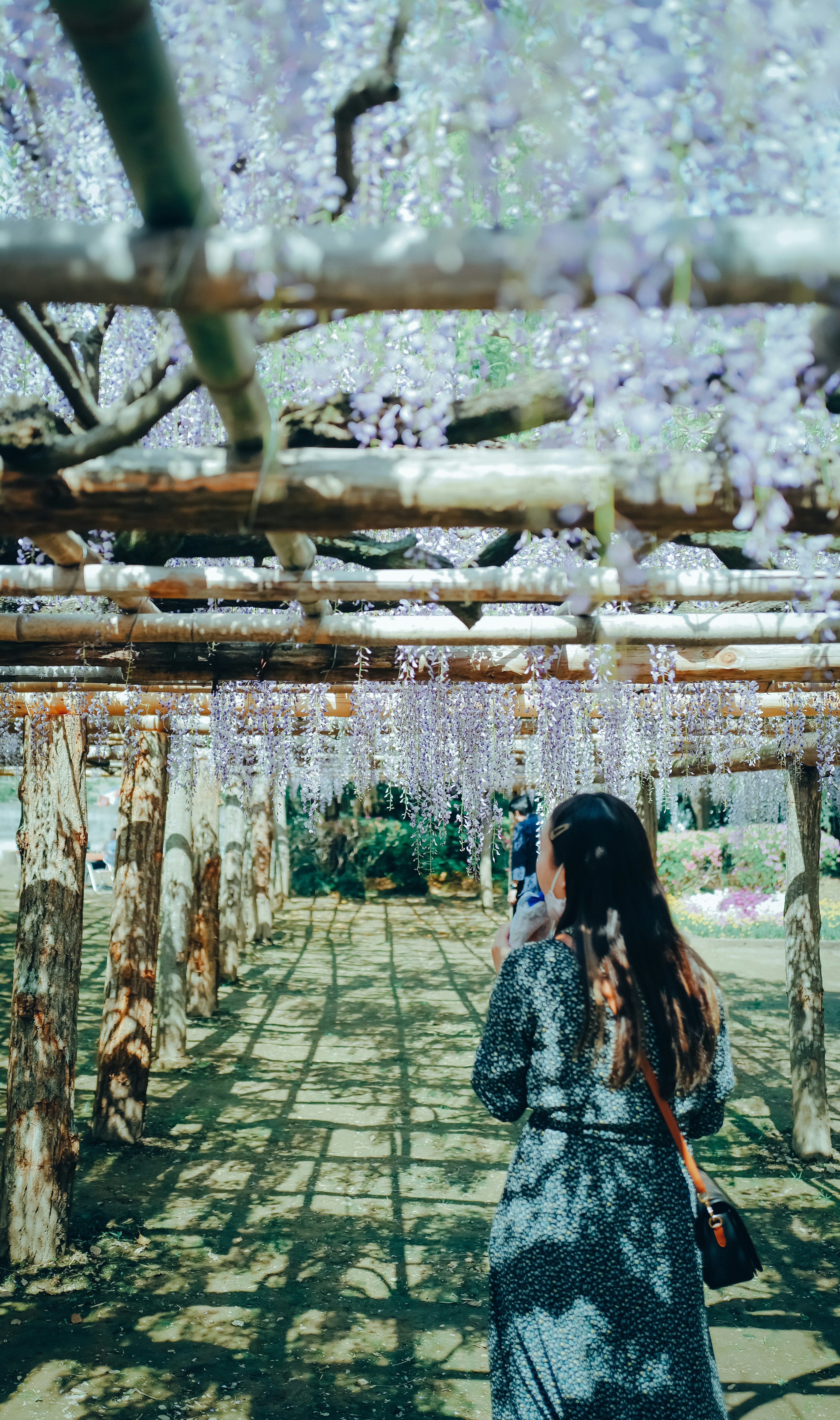 A woman walking under a wisteria trellis with purple flowers