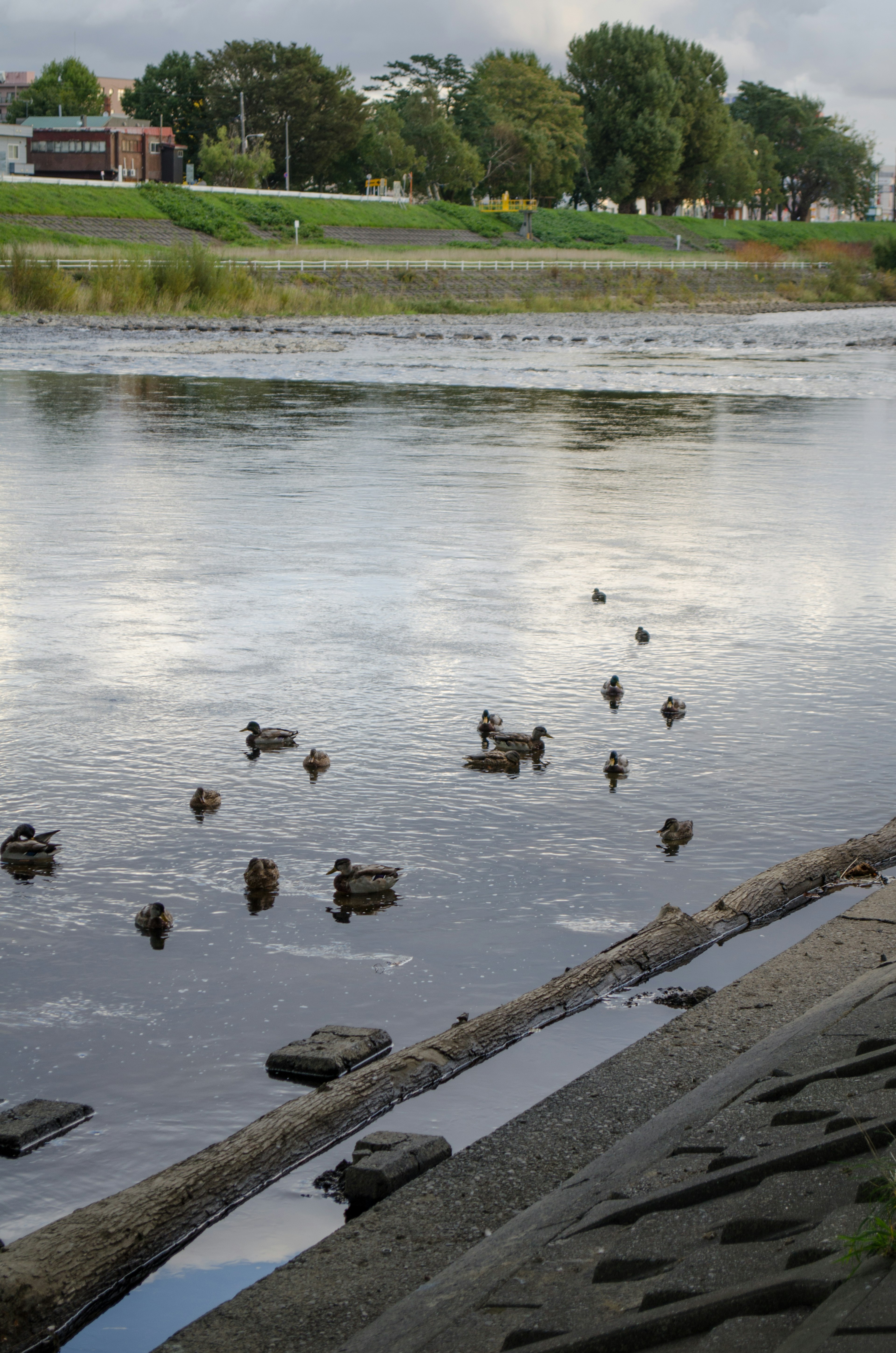 Enten, die auf einem ruhigen Fluss schwimmen, mit üppigem Grün am Ufer