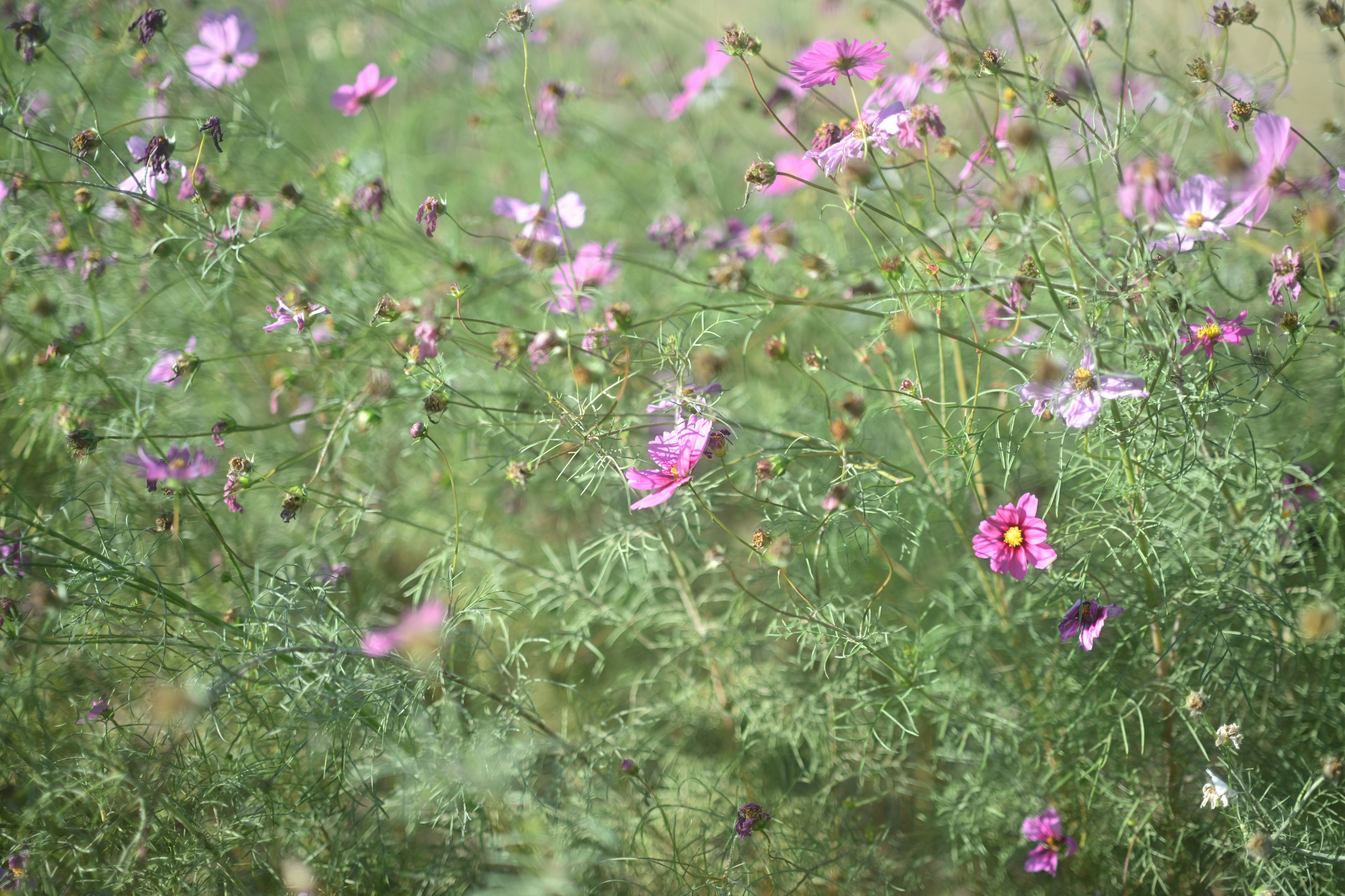 ภาพที่มีชีวิตชีวาของดอกคอสมอสที่บานในเฉดสีชมพูต่างๆ