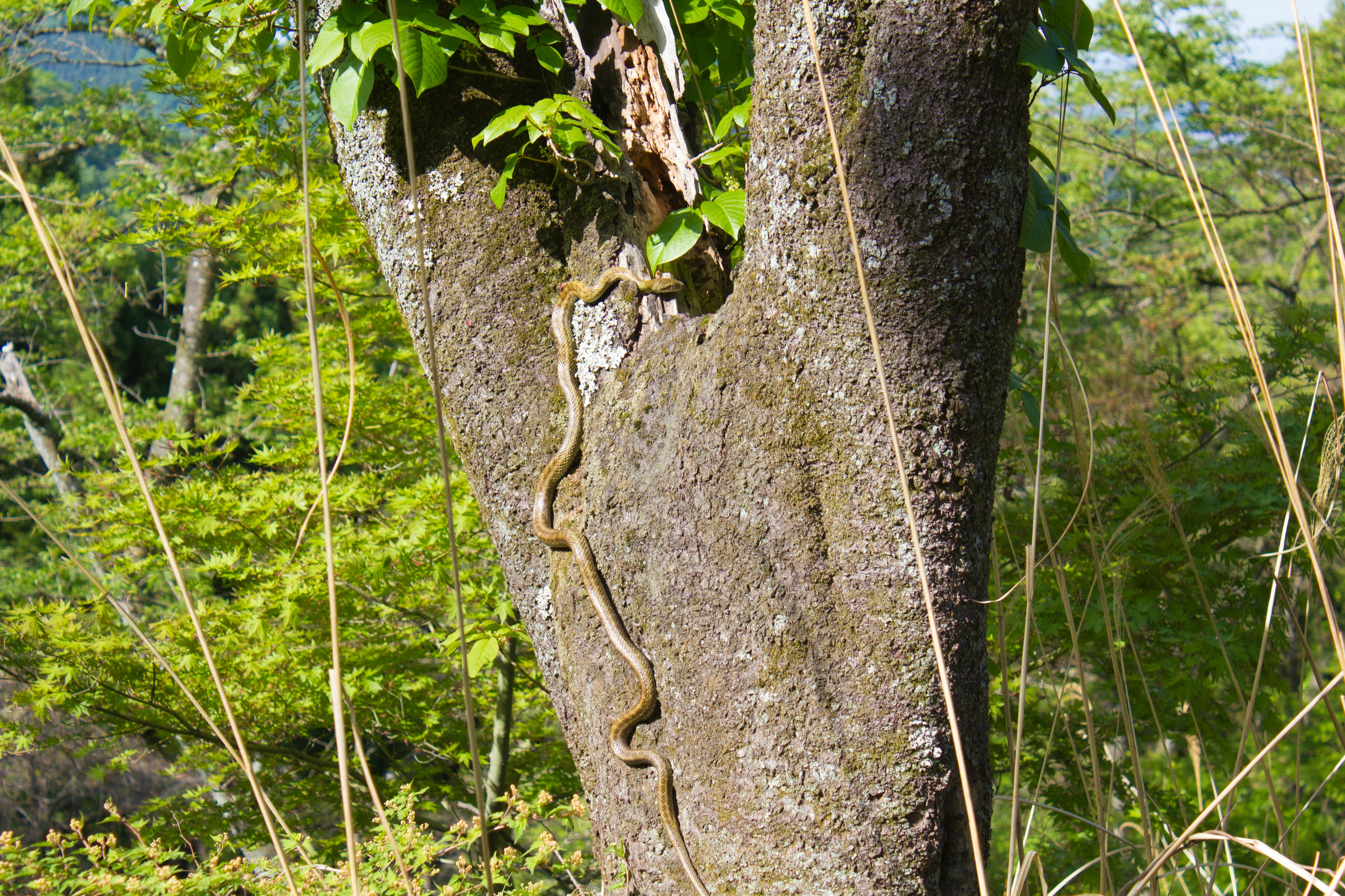 A slender snake climbing along the trunk of a tree