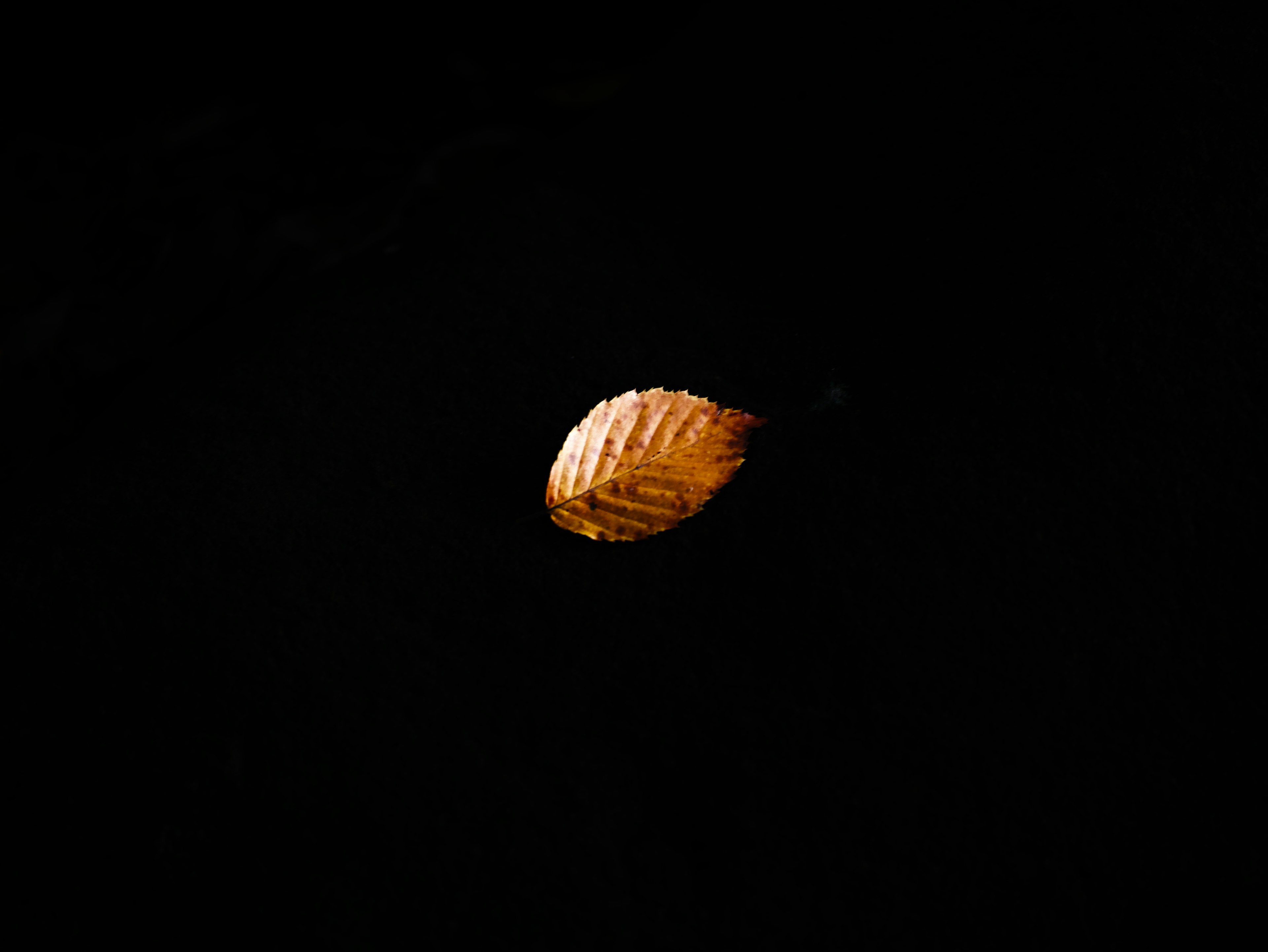 An orange leaf floating against a black background