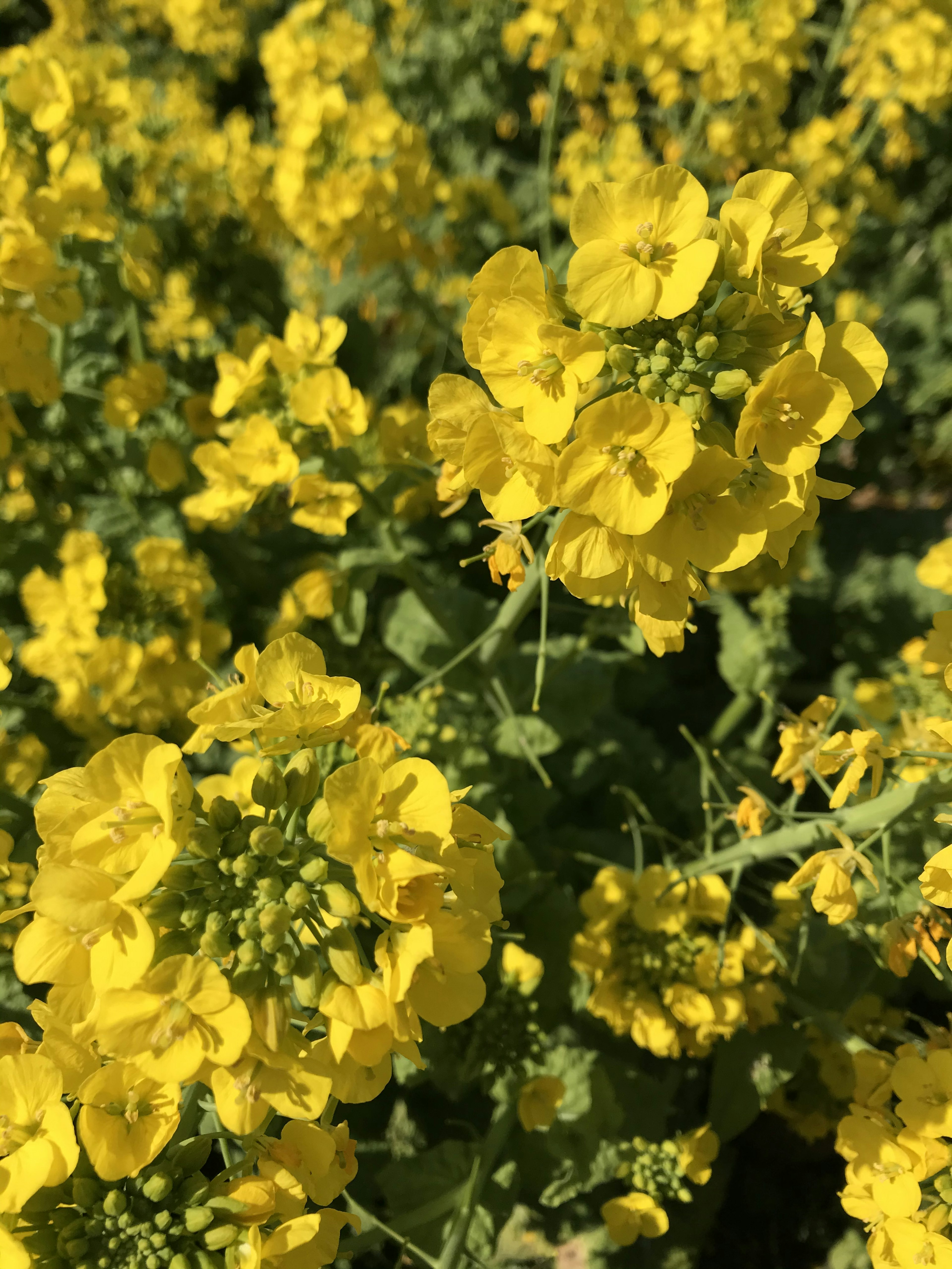 Primo piano di fiori gialli brillanti in un campo di colza