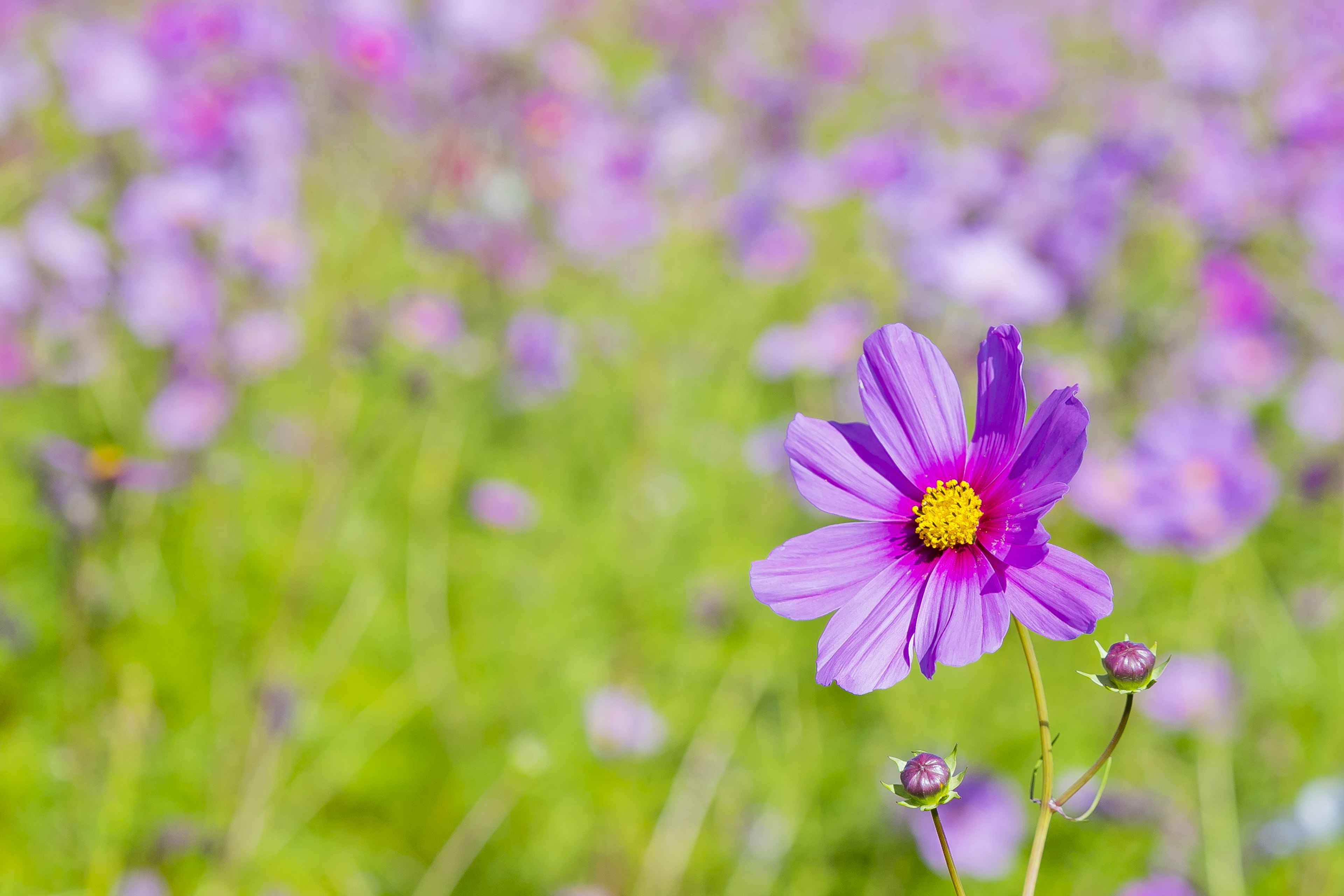 A single purple flower stands out in a field of purple blossoms