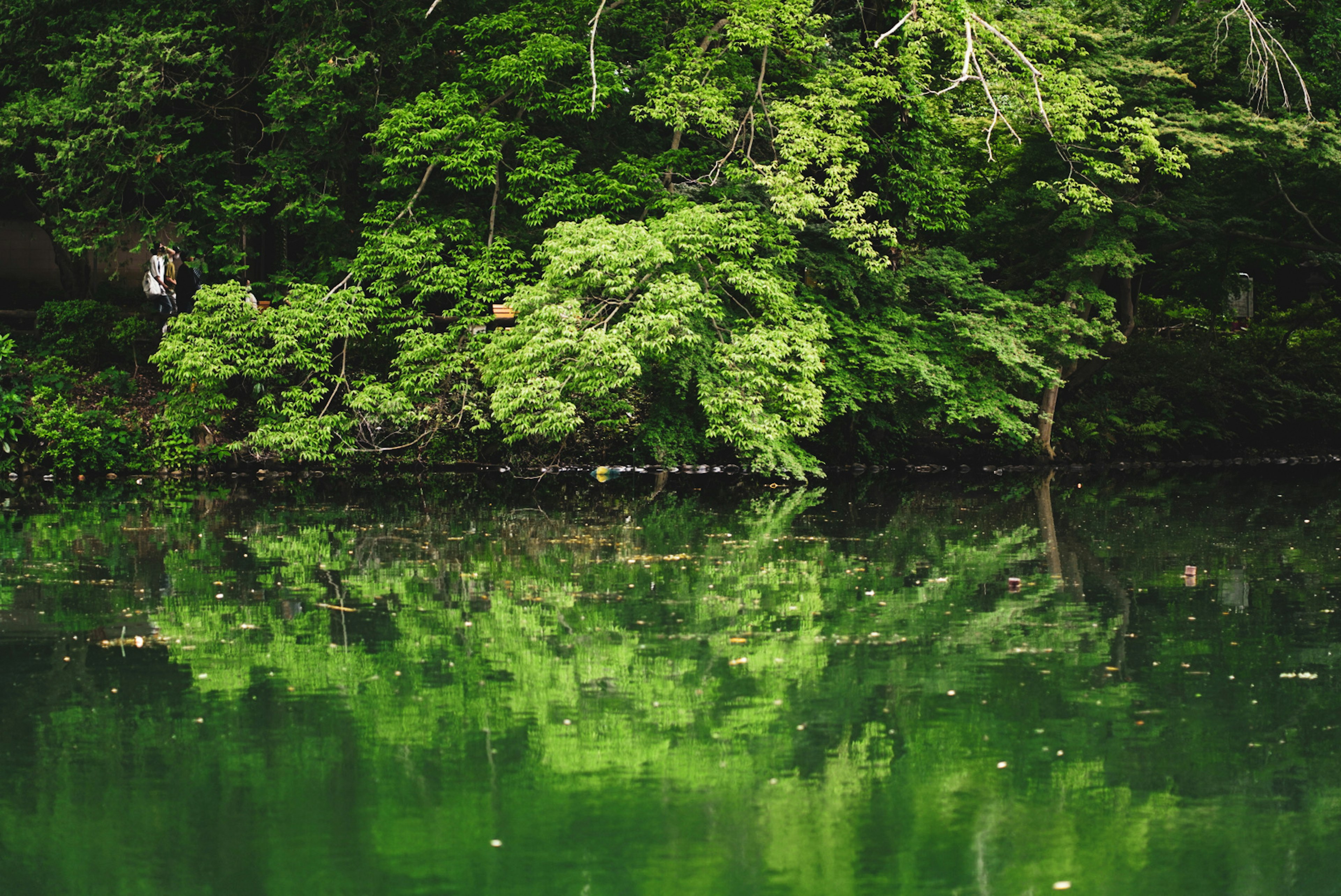 Lago sereno rodeado de árboles verdes exuberantes con reflejos