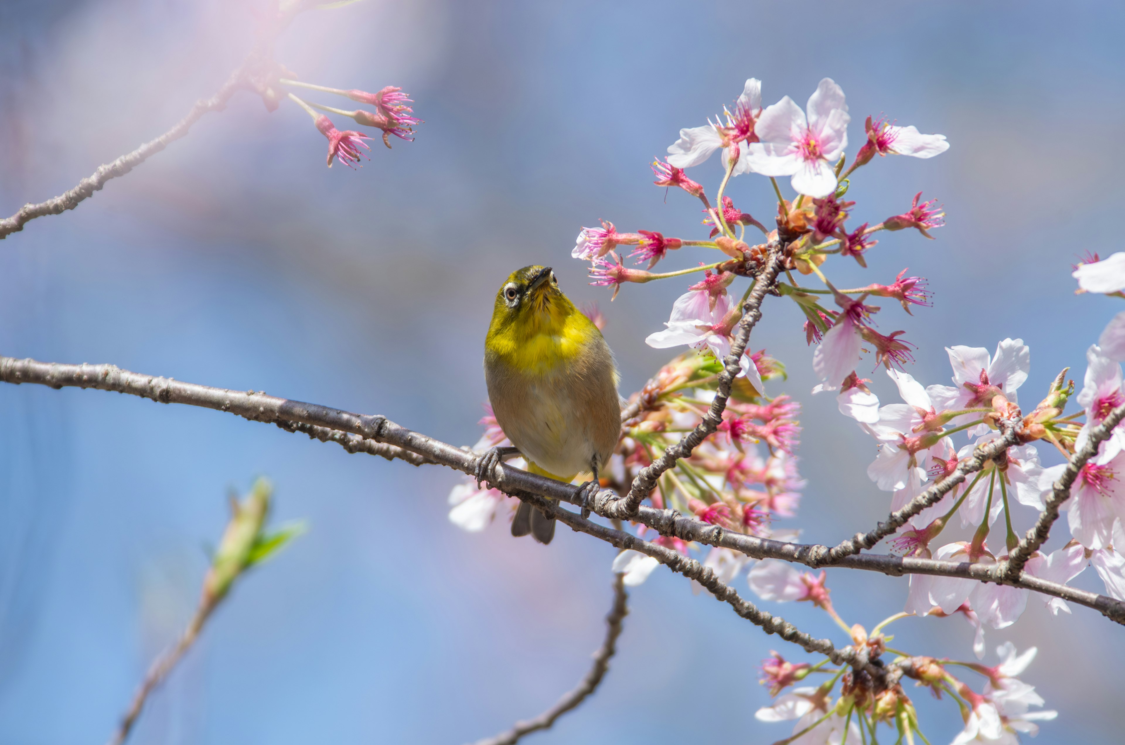 Small yellow bird perched on cherry blossoms