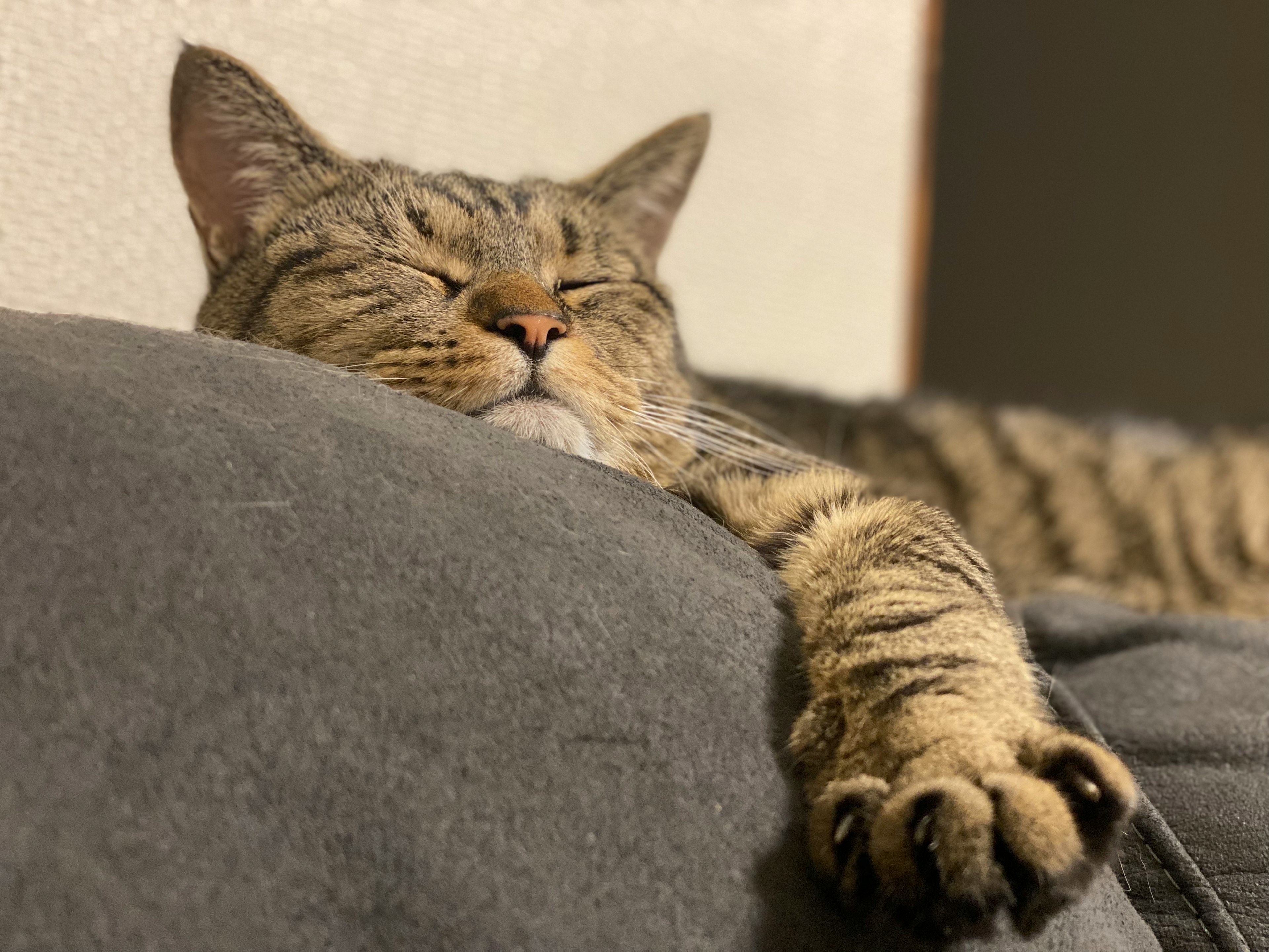 Eine schlafende Katze, die auf einem grauen Sofa mit entspanntem Gesicht ruht