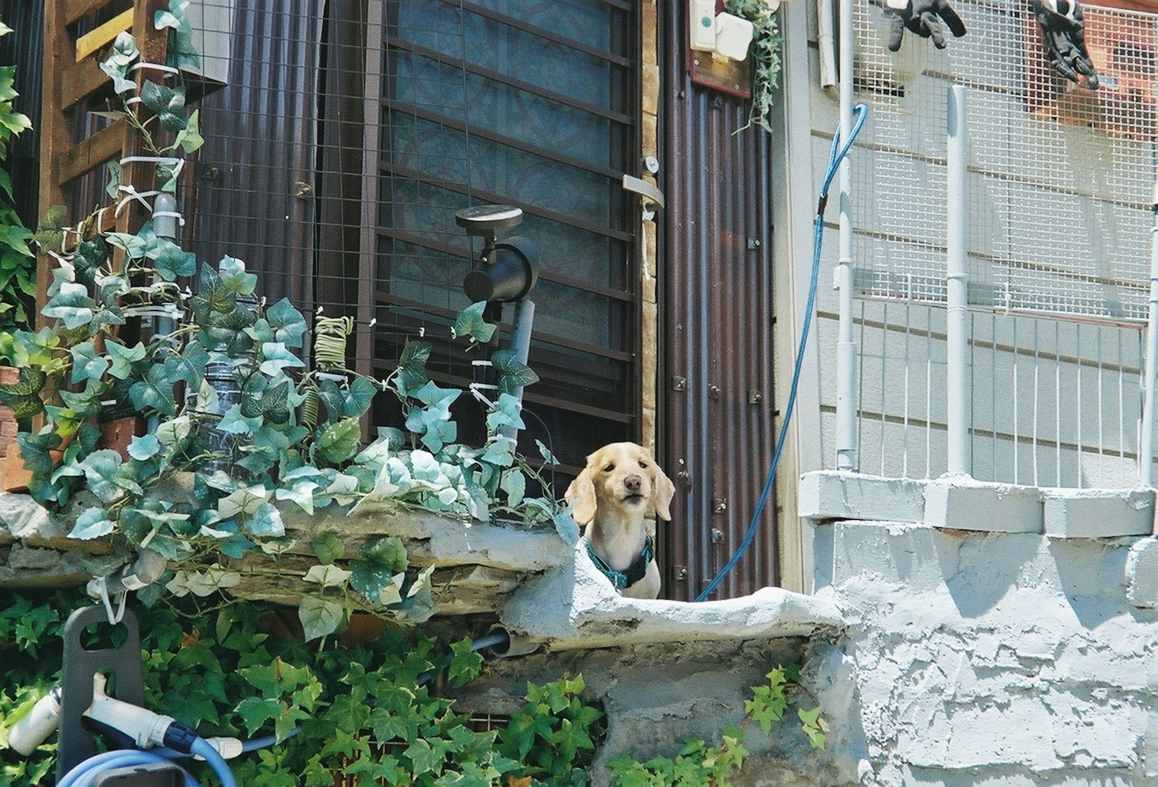 犬がドアの前に座っている緑の植物に囲まれた家の外観