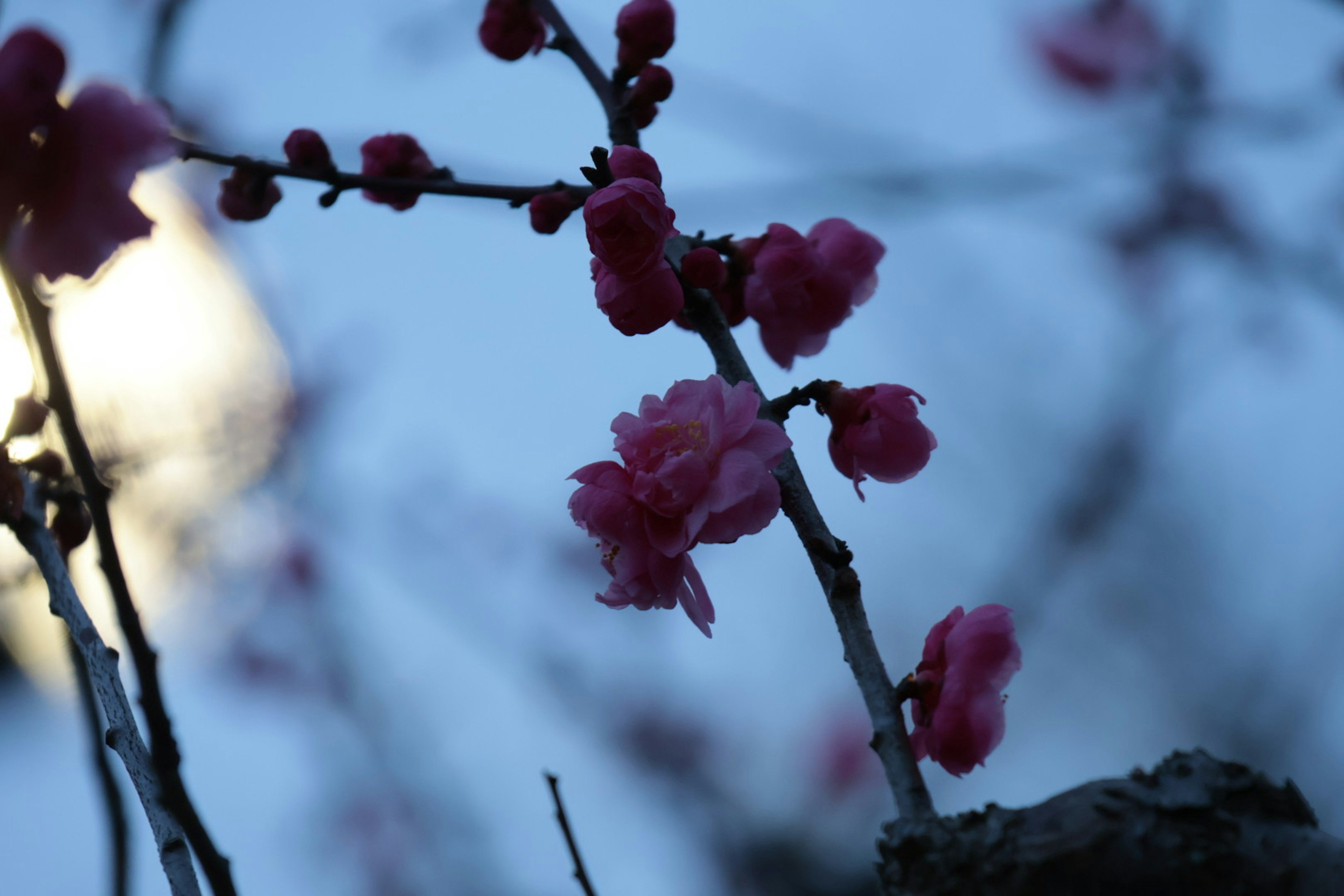 青い背景に咲くピンク色の梅の花と枝