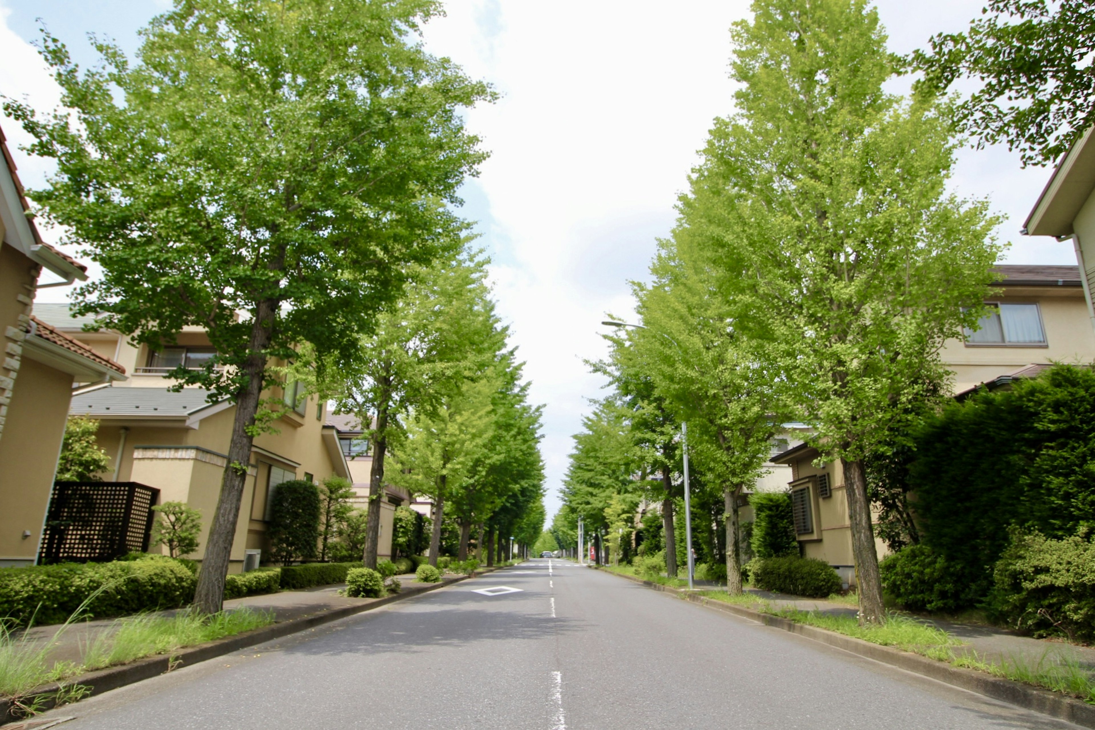 Strada residenziale tranquilla fiancheggiata da alberi verdi