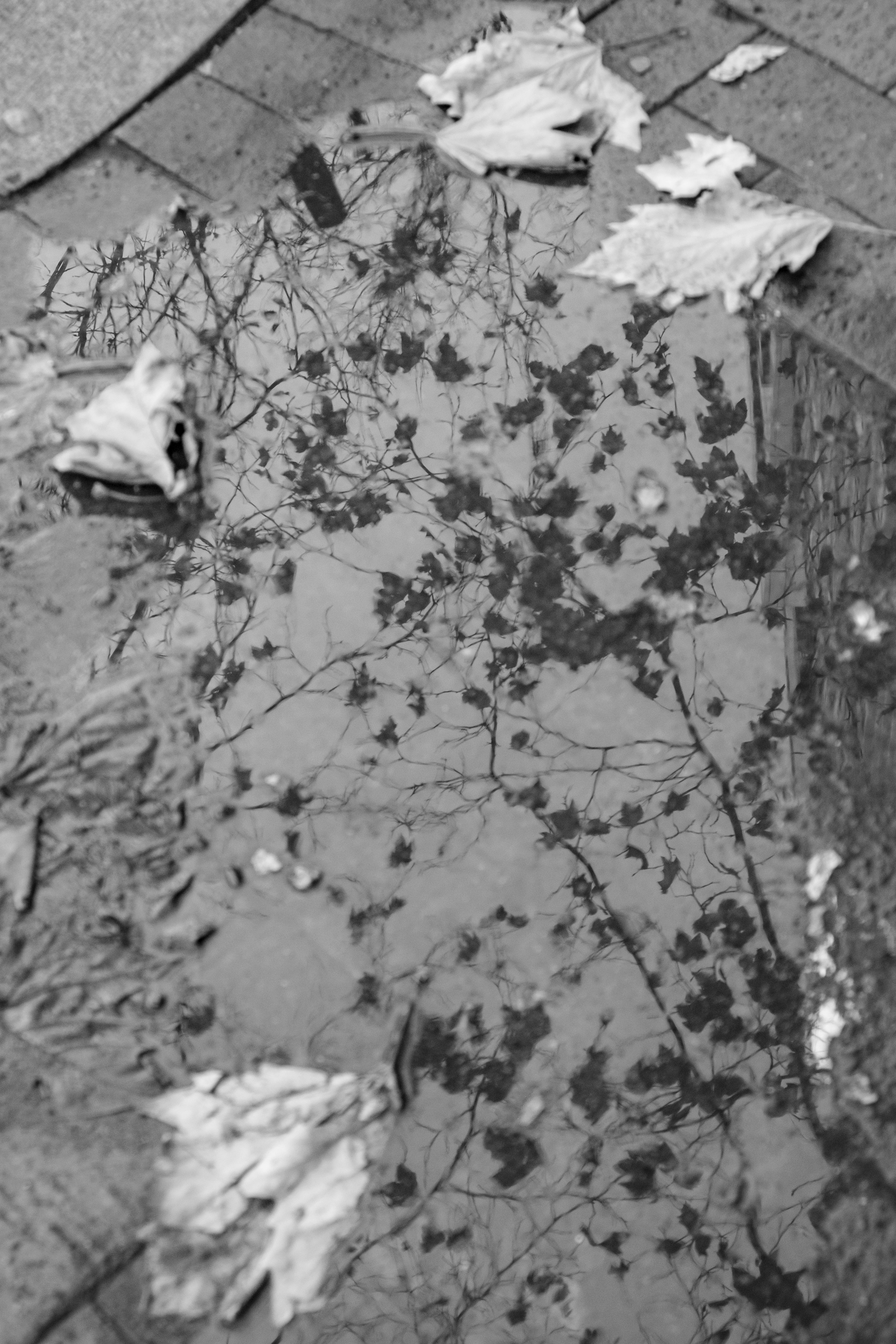 Foto en blanco y negro de hojas y reflejos de árboles en un charco