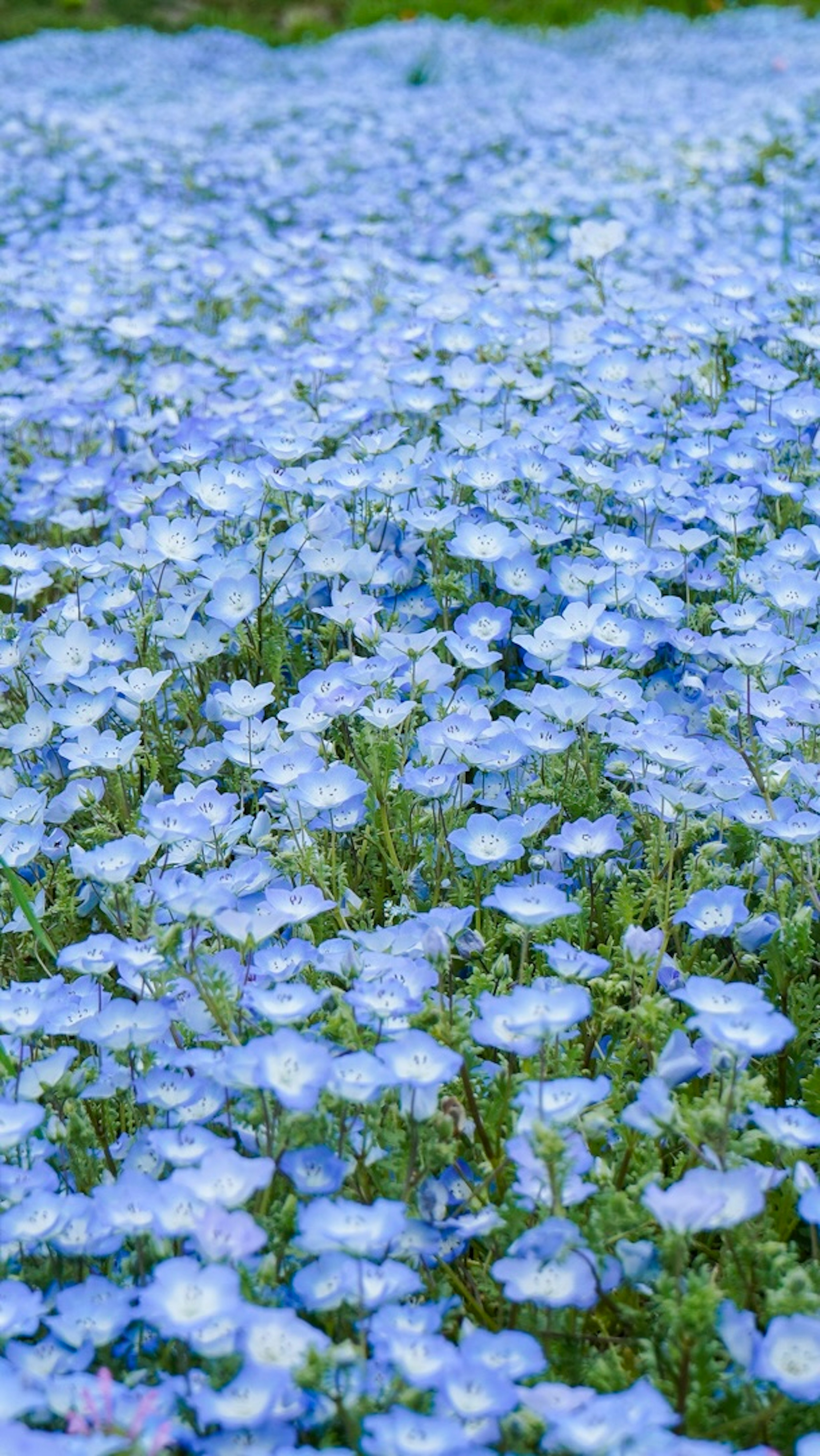 Ein weites Feld, das mit blühenden blauen Blumen bedeckt ist