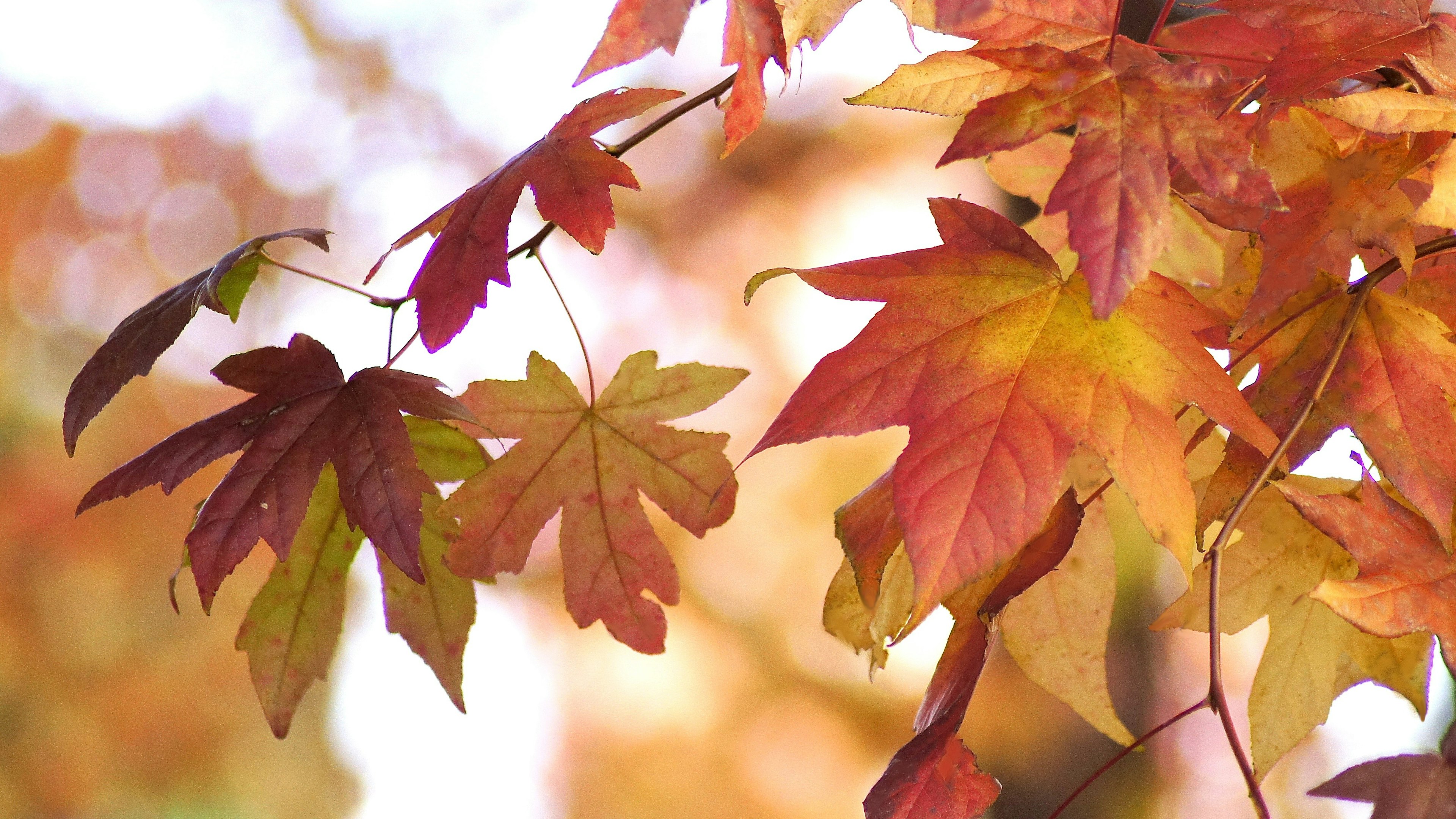 秋の紅葉した葉のクローズアップ色鮮やかなオレンジと赤の葉