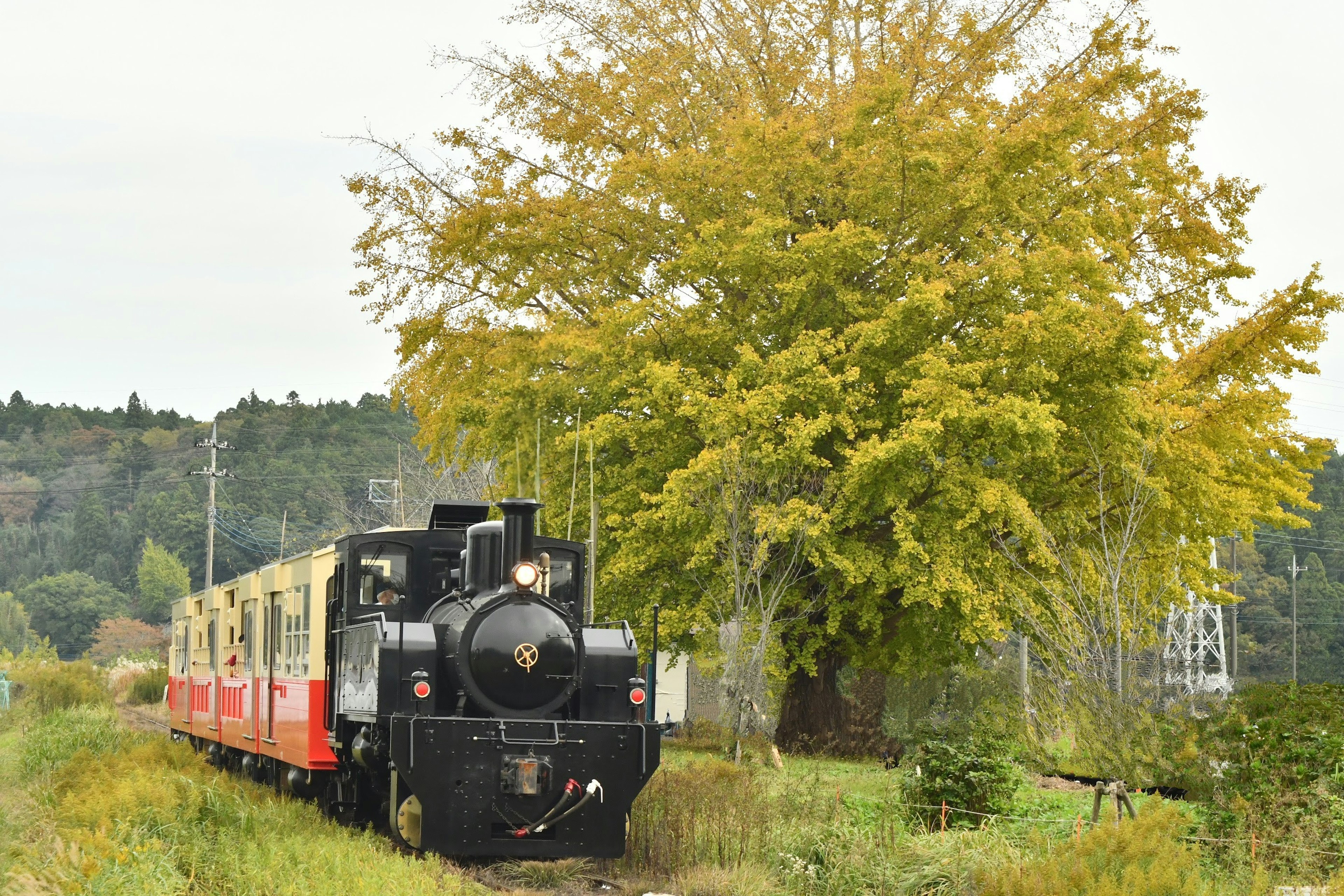 Una locomotora de vapor negra con vagones rojos al lado de un gran árbol amarillo