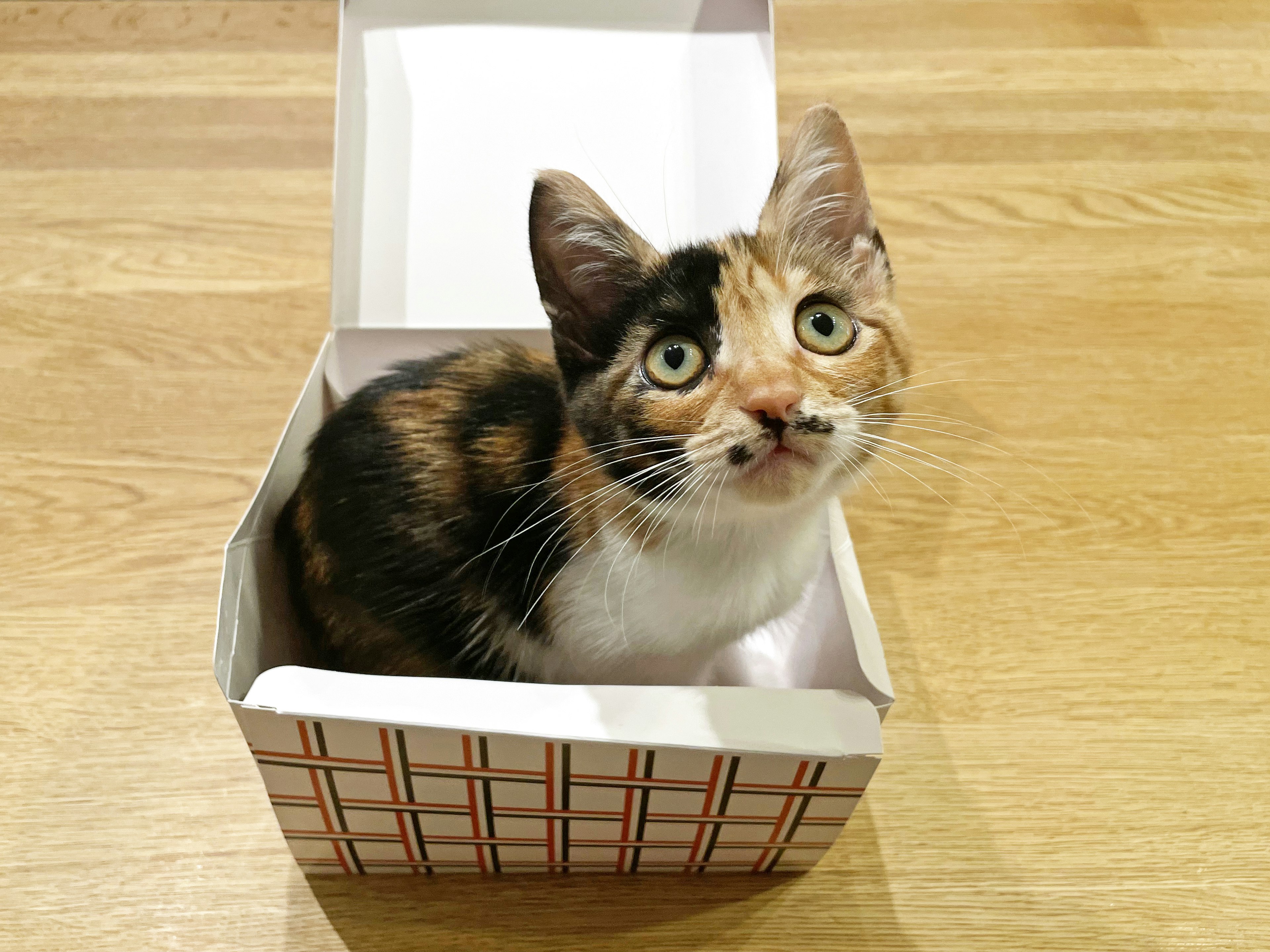 Eine dreifarbige Katze schaut nach oben, während sie in einer kleinen Box sitzt