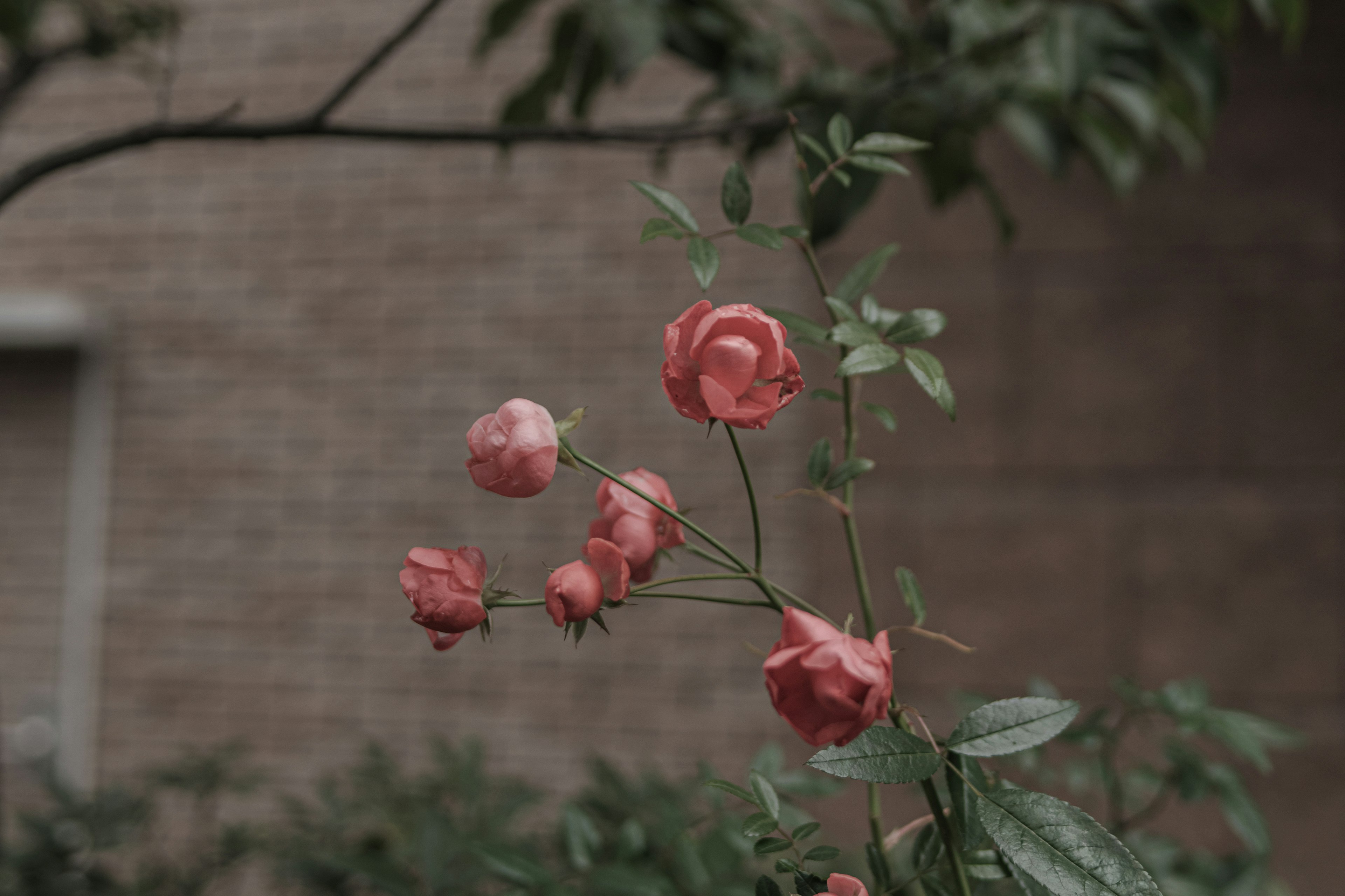 淡いピンクのバラの花が緑の葉に囲まれた背景に咲いている