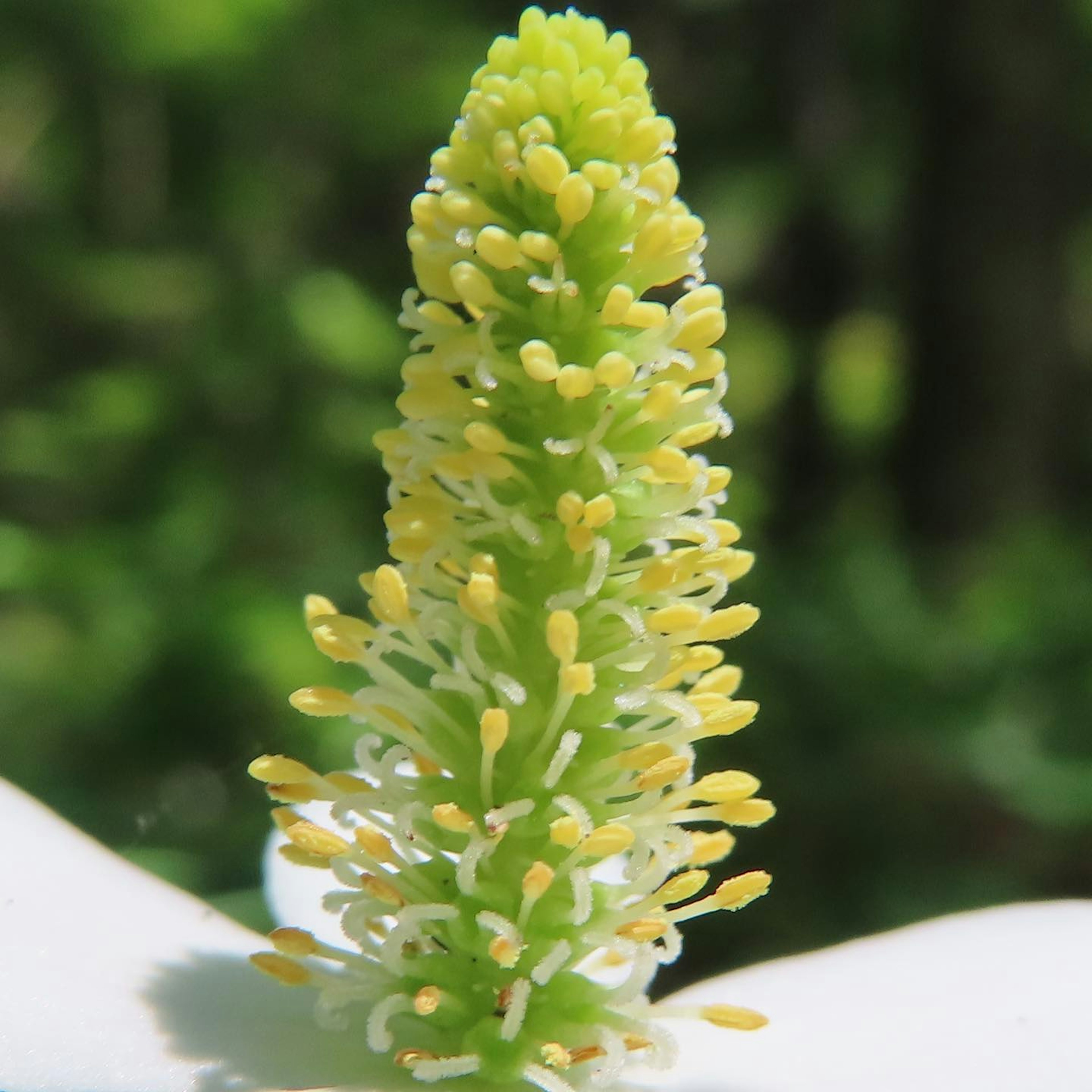 Acercamiento de una espiga de flor verde y amarilla con forma alargada y numerosos granos de polen