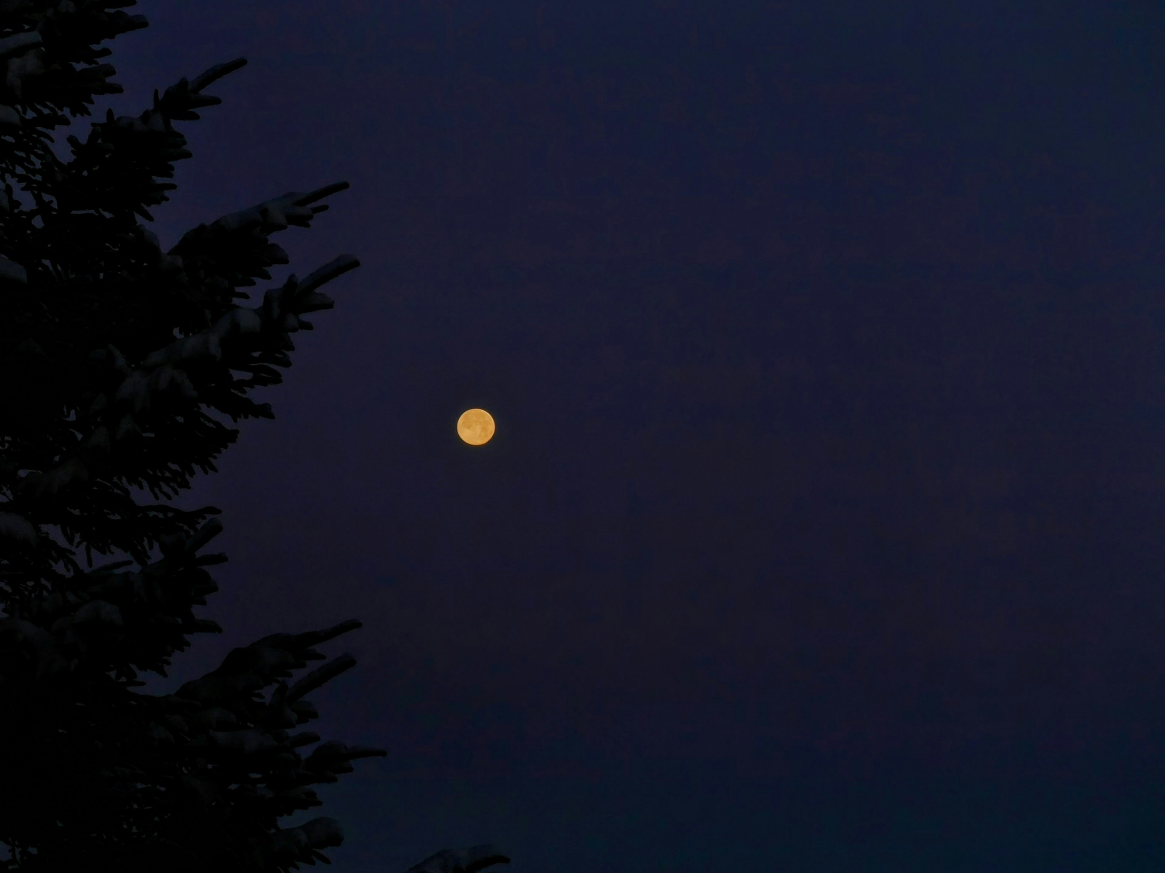 夜空に浮かぶ明るい月とシルエット状の木