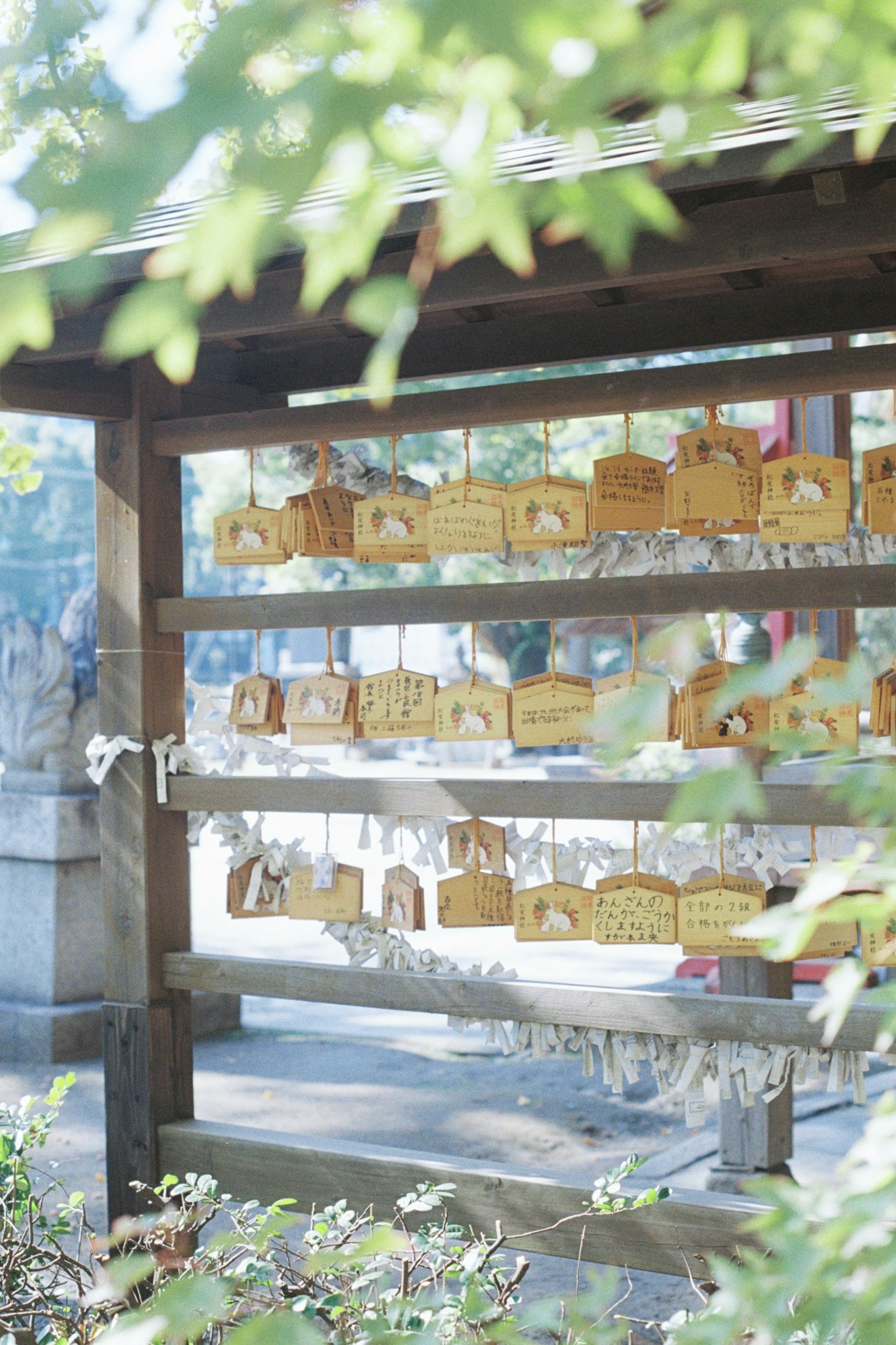 木製の絵馬が並んでいる神社の風景