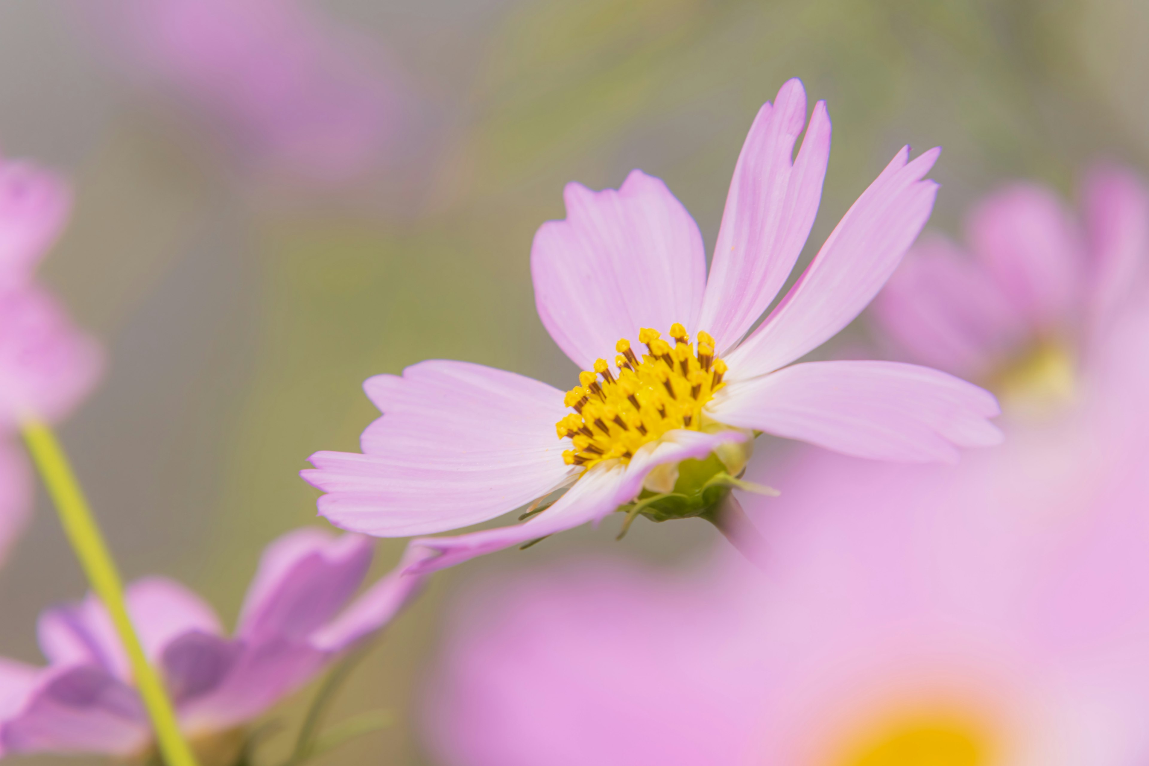 Acercamiento de una flor con pétalos rosa pálido y un centro amarillo