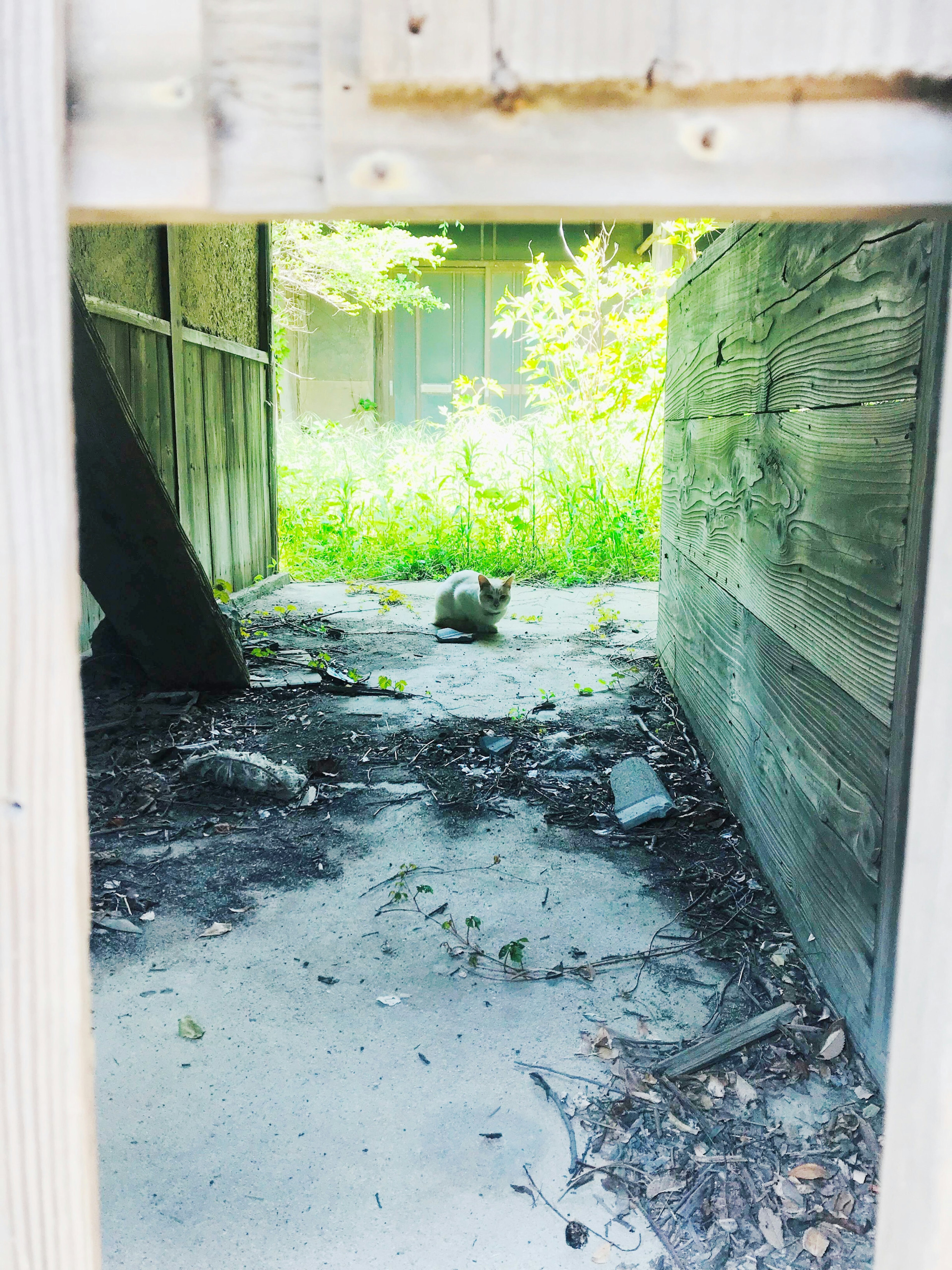 View from a dilapidated shed showing green grass outside and a cat sitting inside