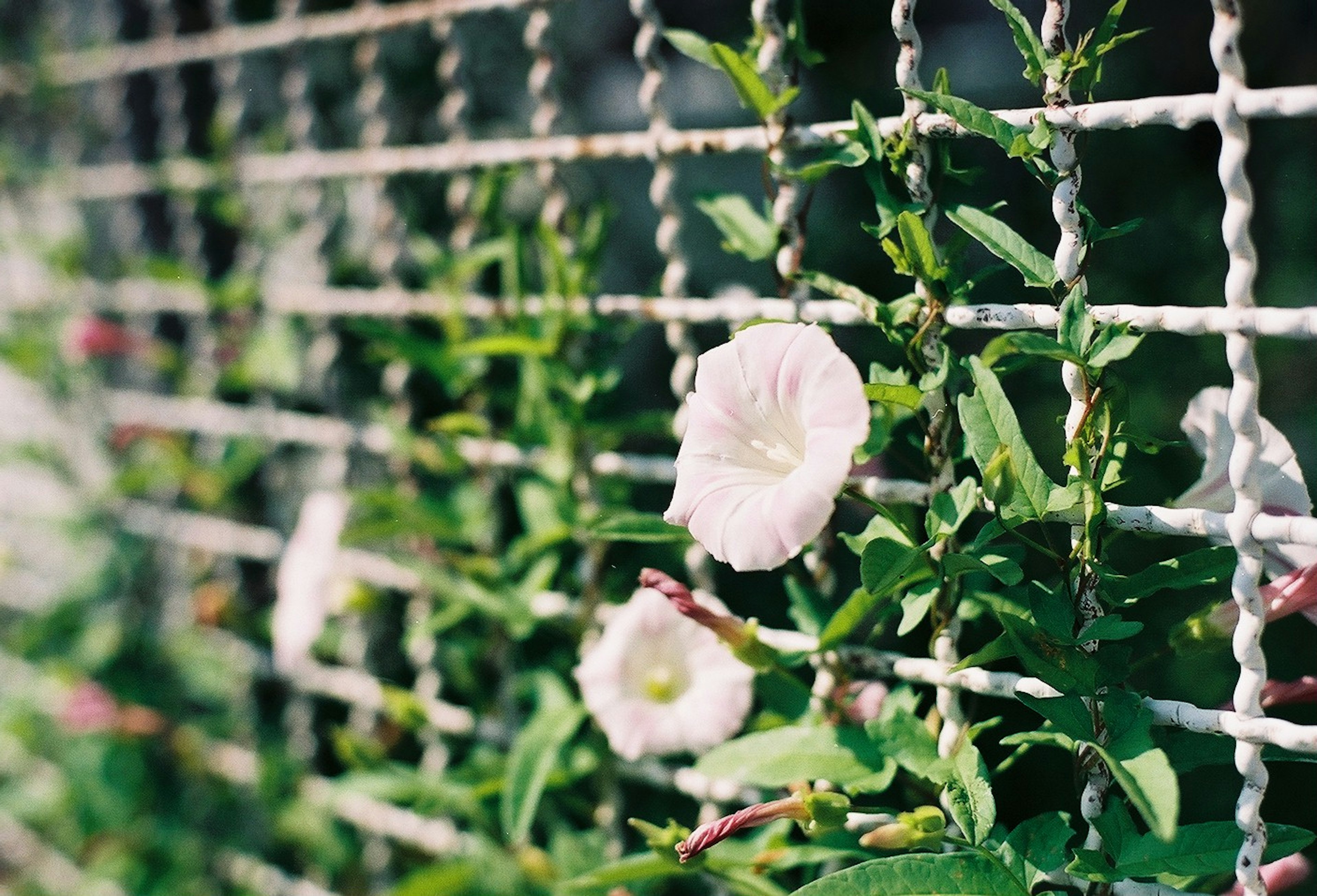 金網フェンスに絡まる薄いピンクの花と緑の葉