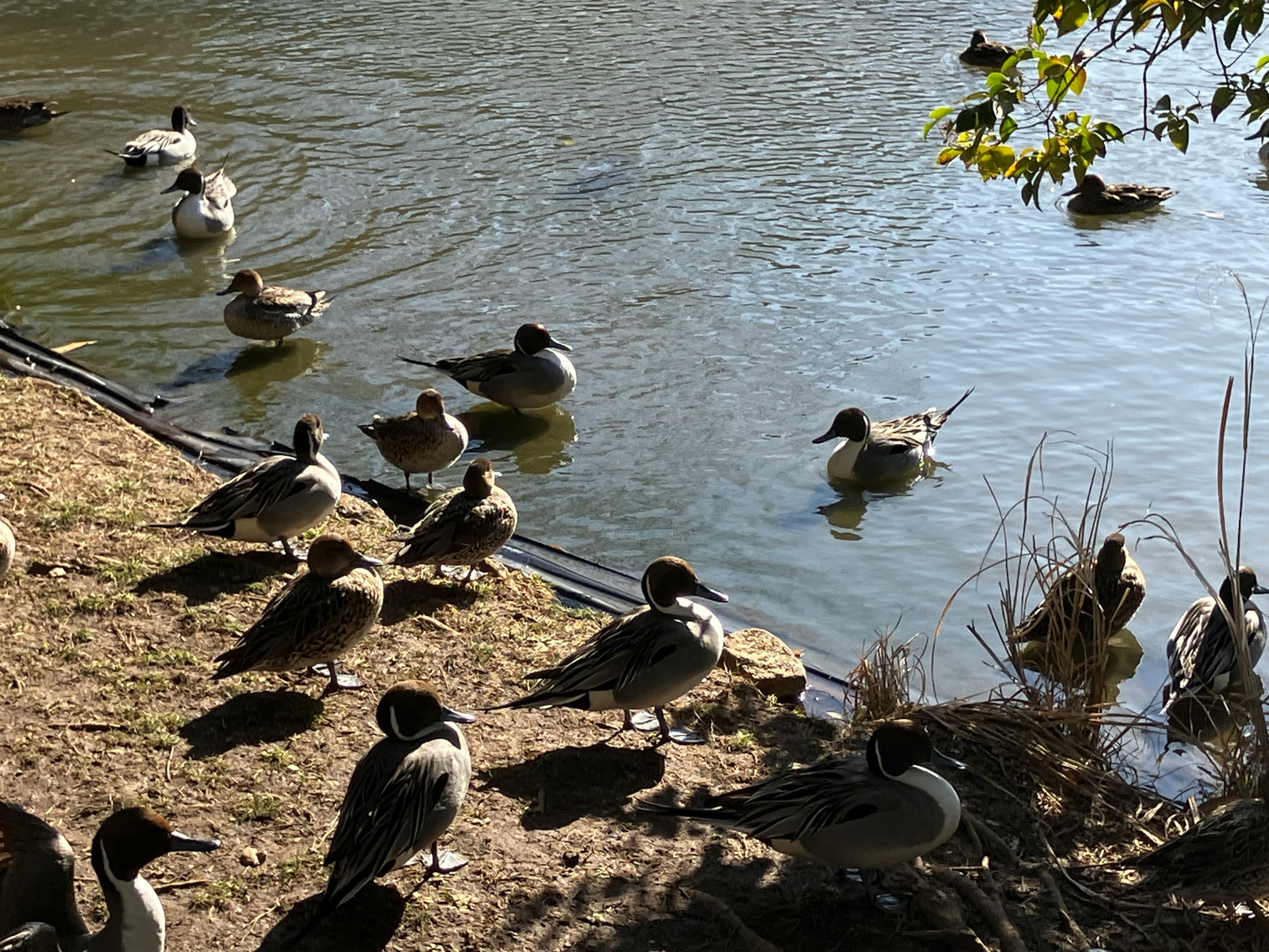 A group of ducks resting by the water's edge with calm water