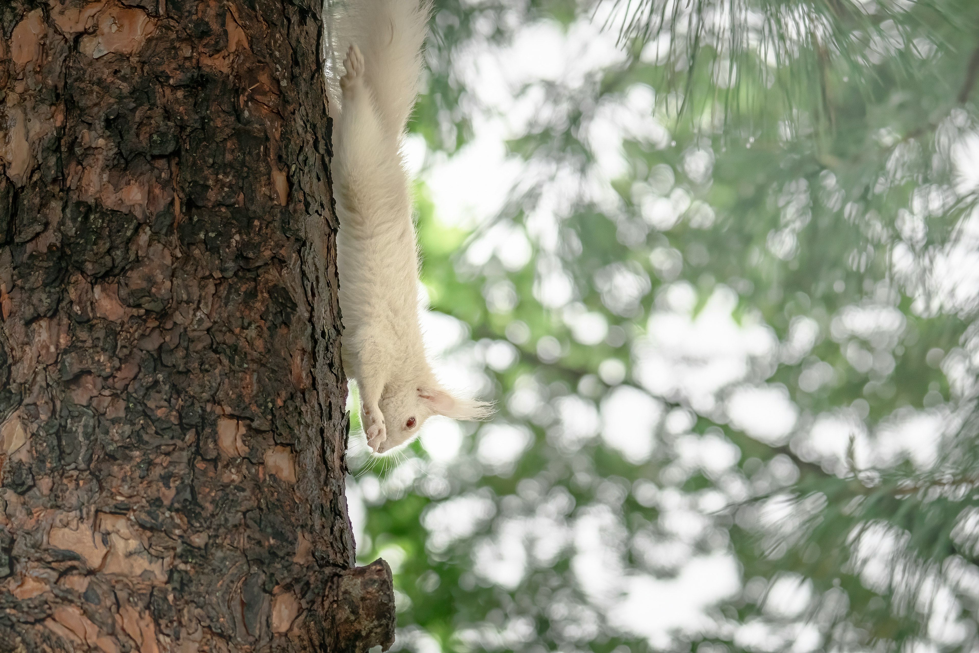 木の幹からぶら下がっている白い猫の足