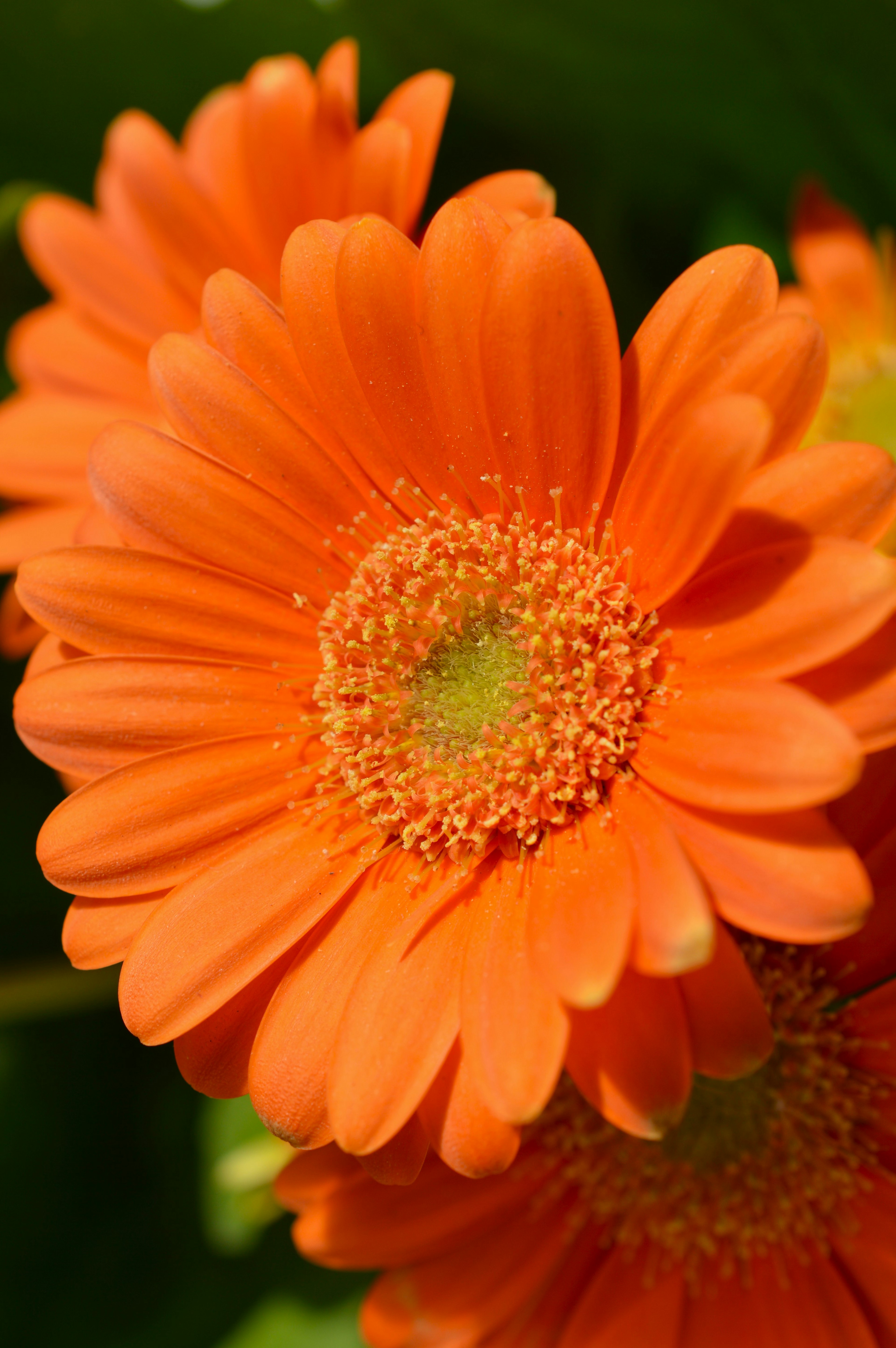 Acercamiento de flores naranjas vibrantes