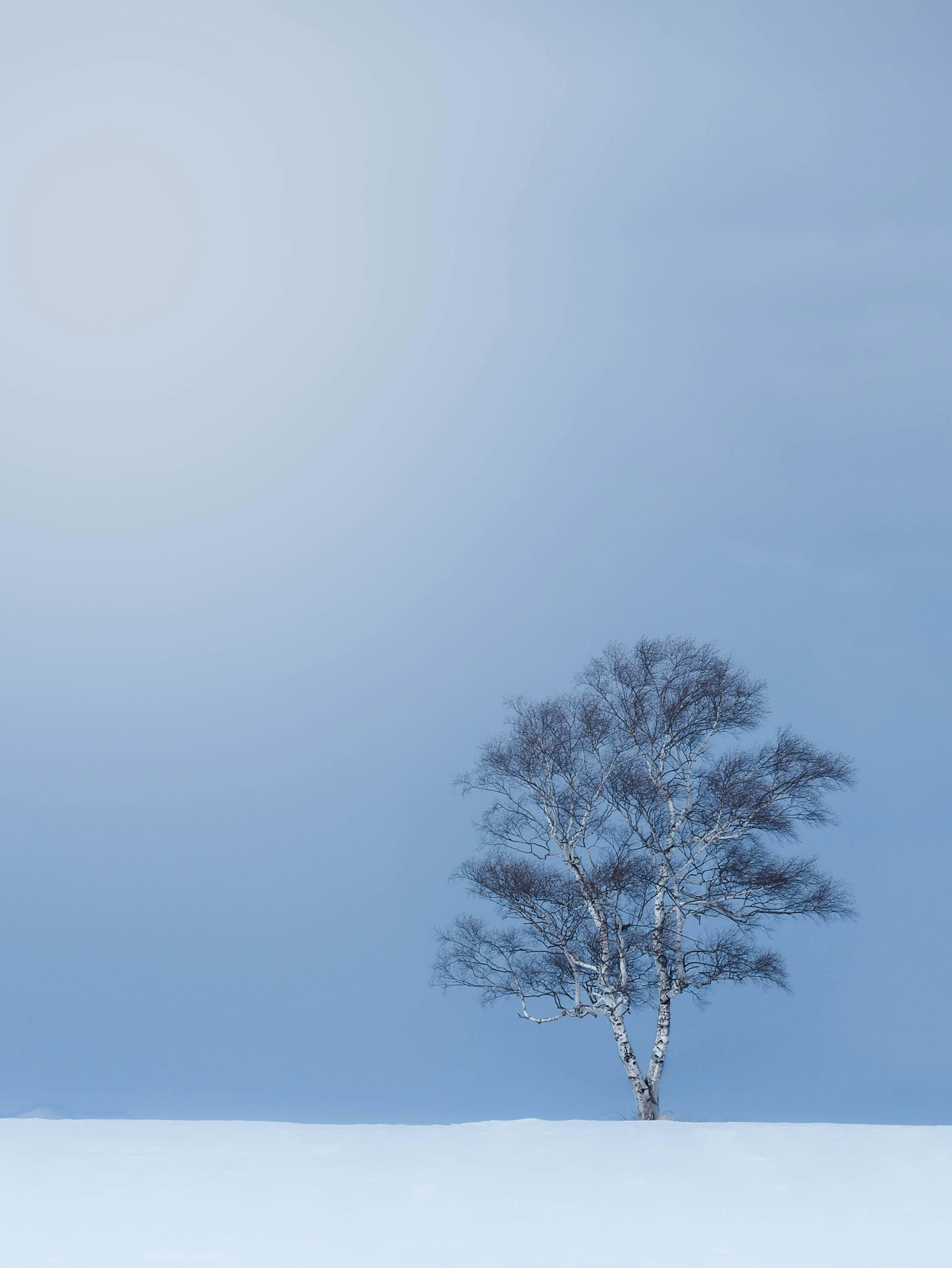 雪に覆われた風景に立つ白樺の木