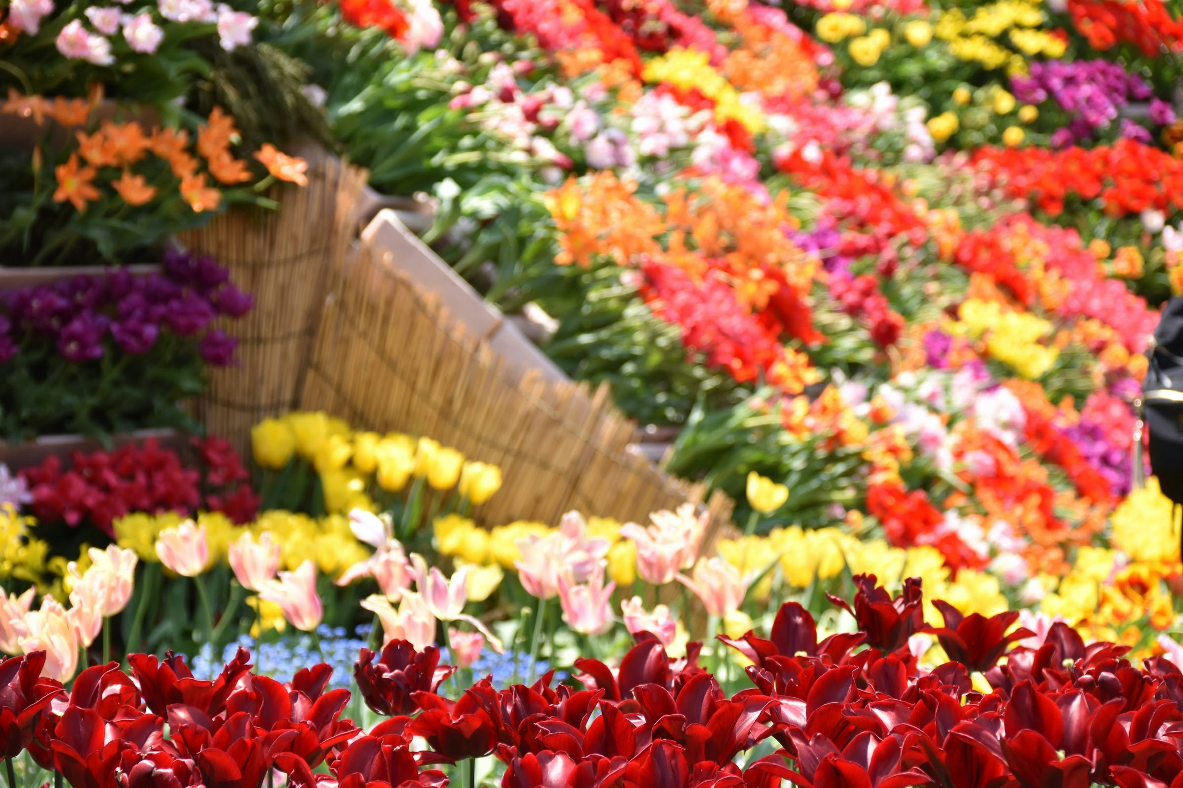 Vibrant flower garden with a variety of colors and blooming flowers