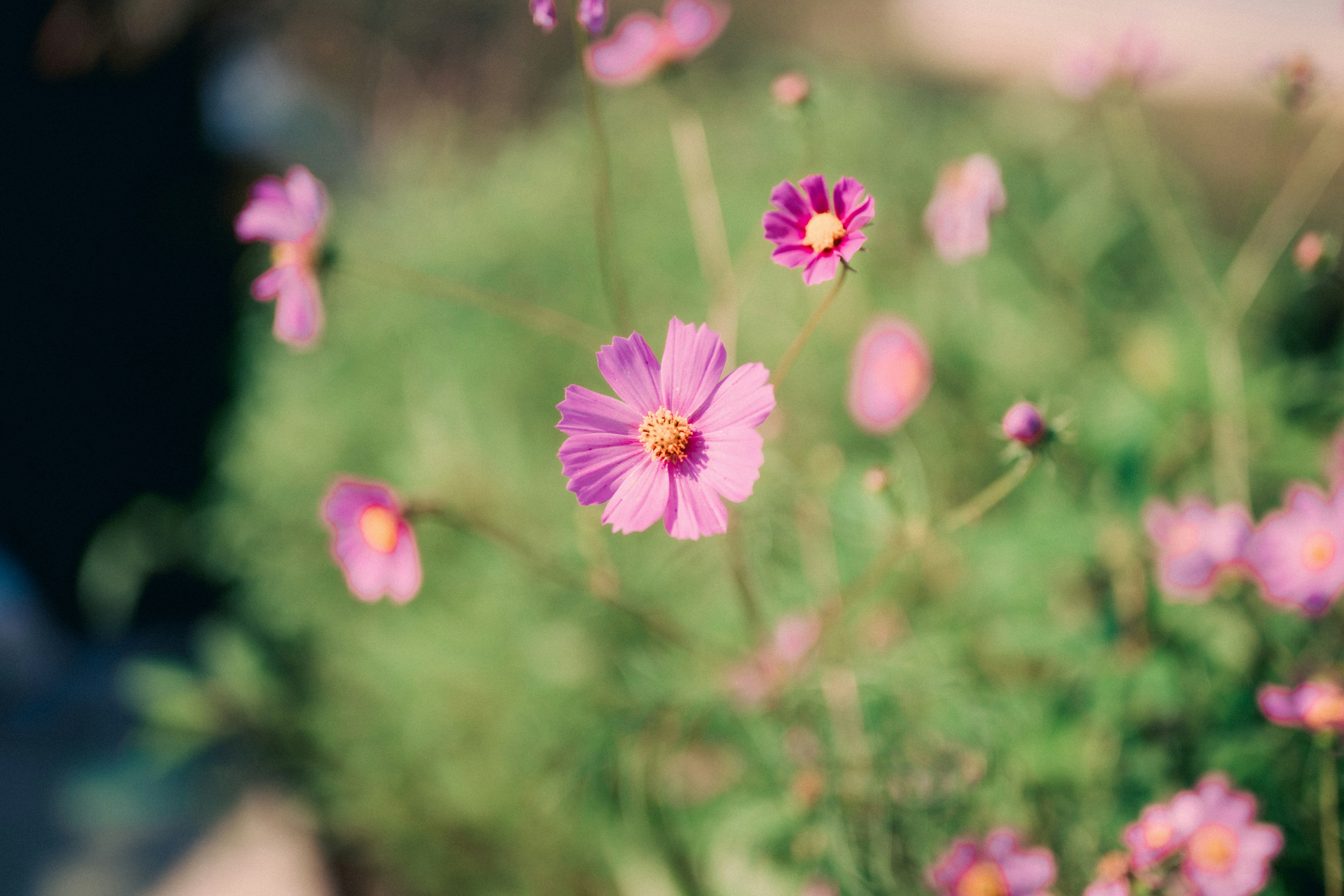 Foto di fiori rosa che sbocciano su uno sfondo verde