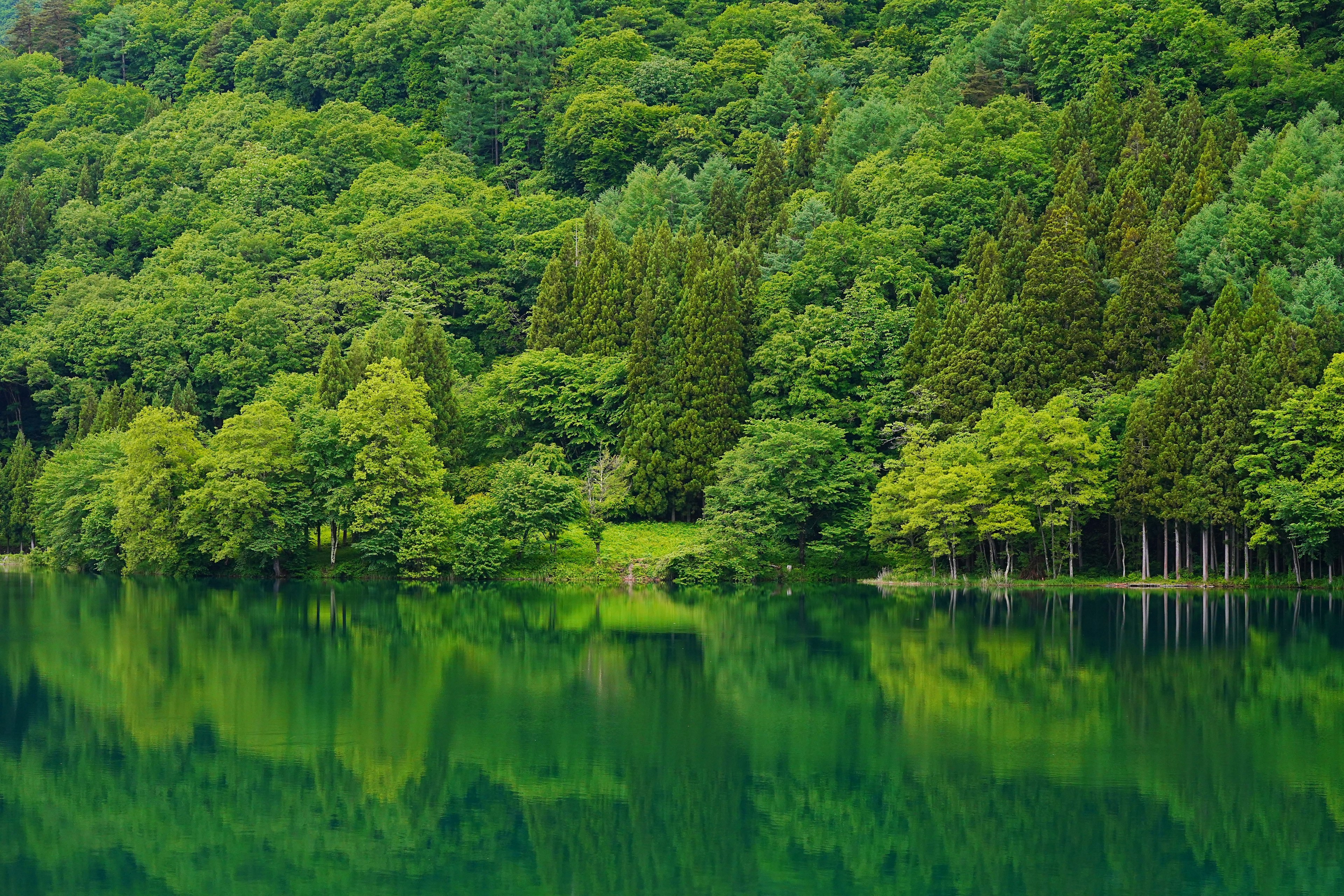 Pemandangan hutan hijau subur dan danau tenang