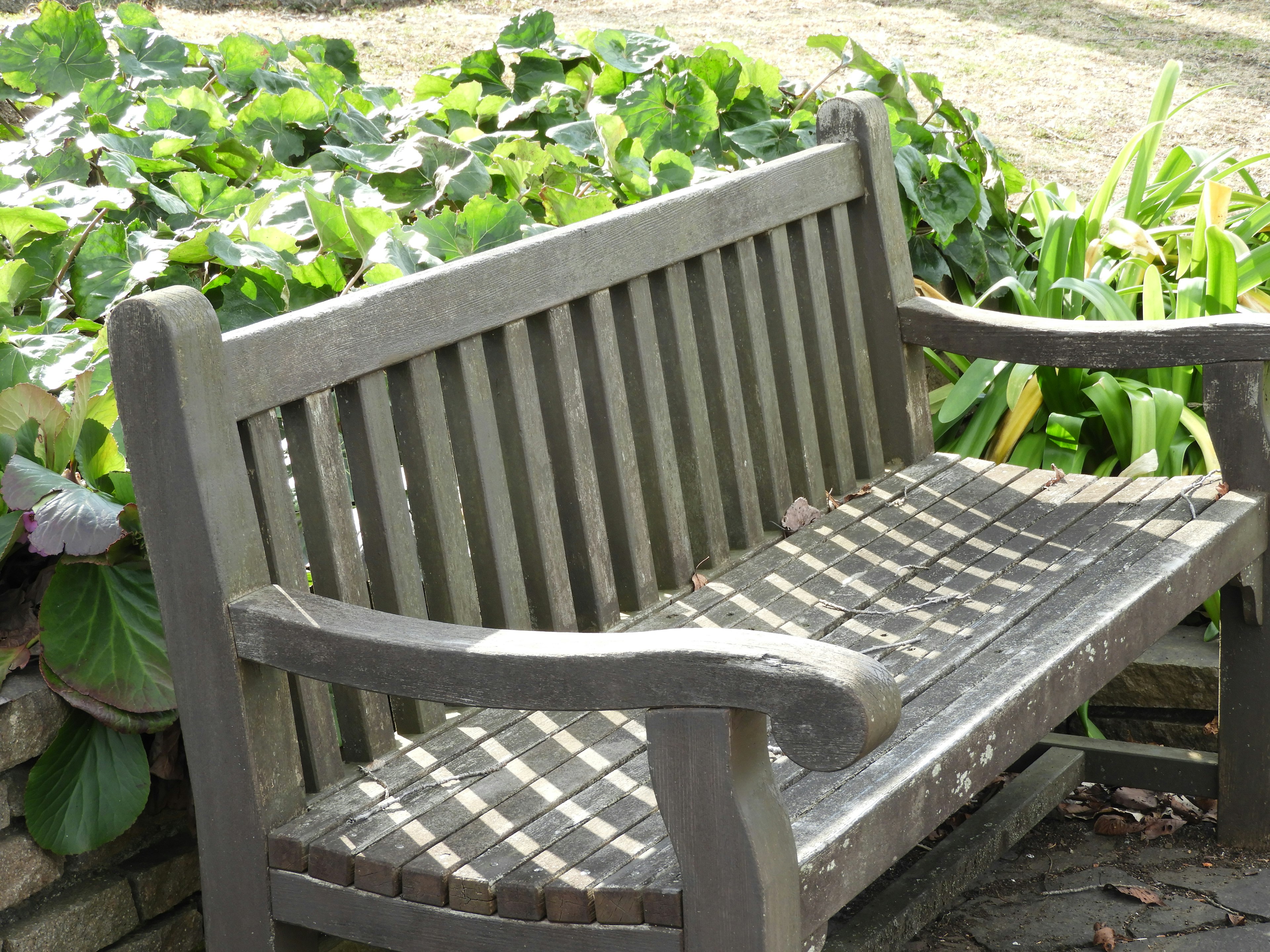 Wooden bench with greenery in the background