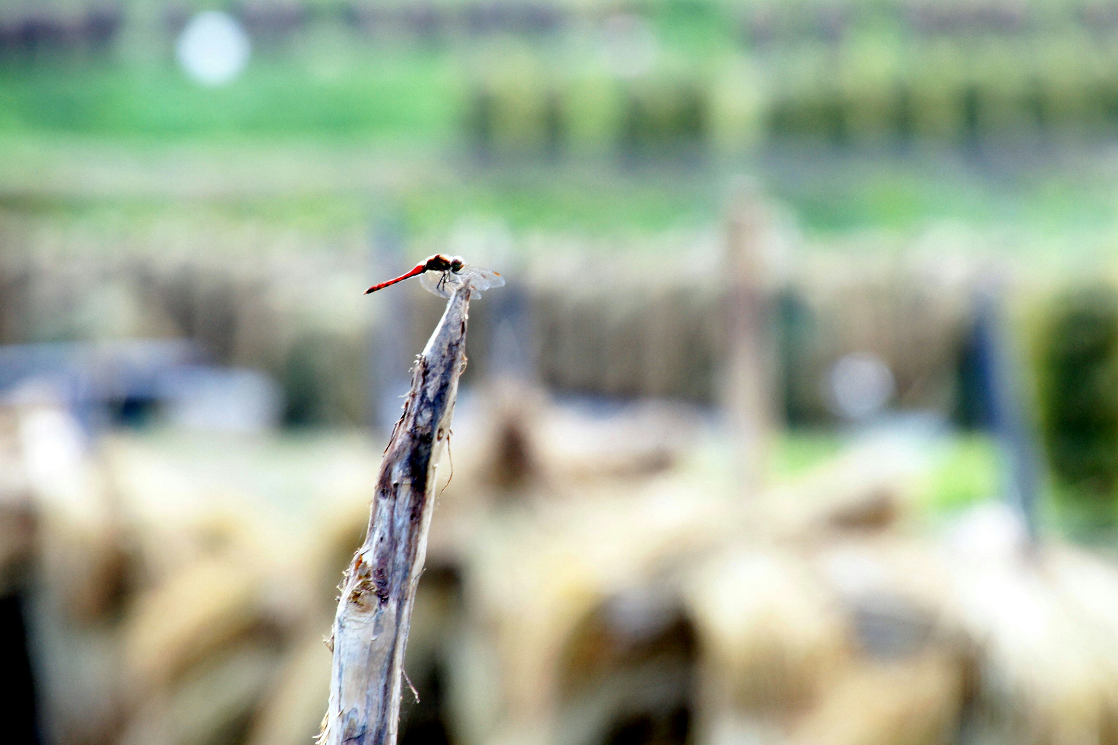 A red dragonfly perched on the tip of a branch against a blurred green landscape