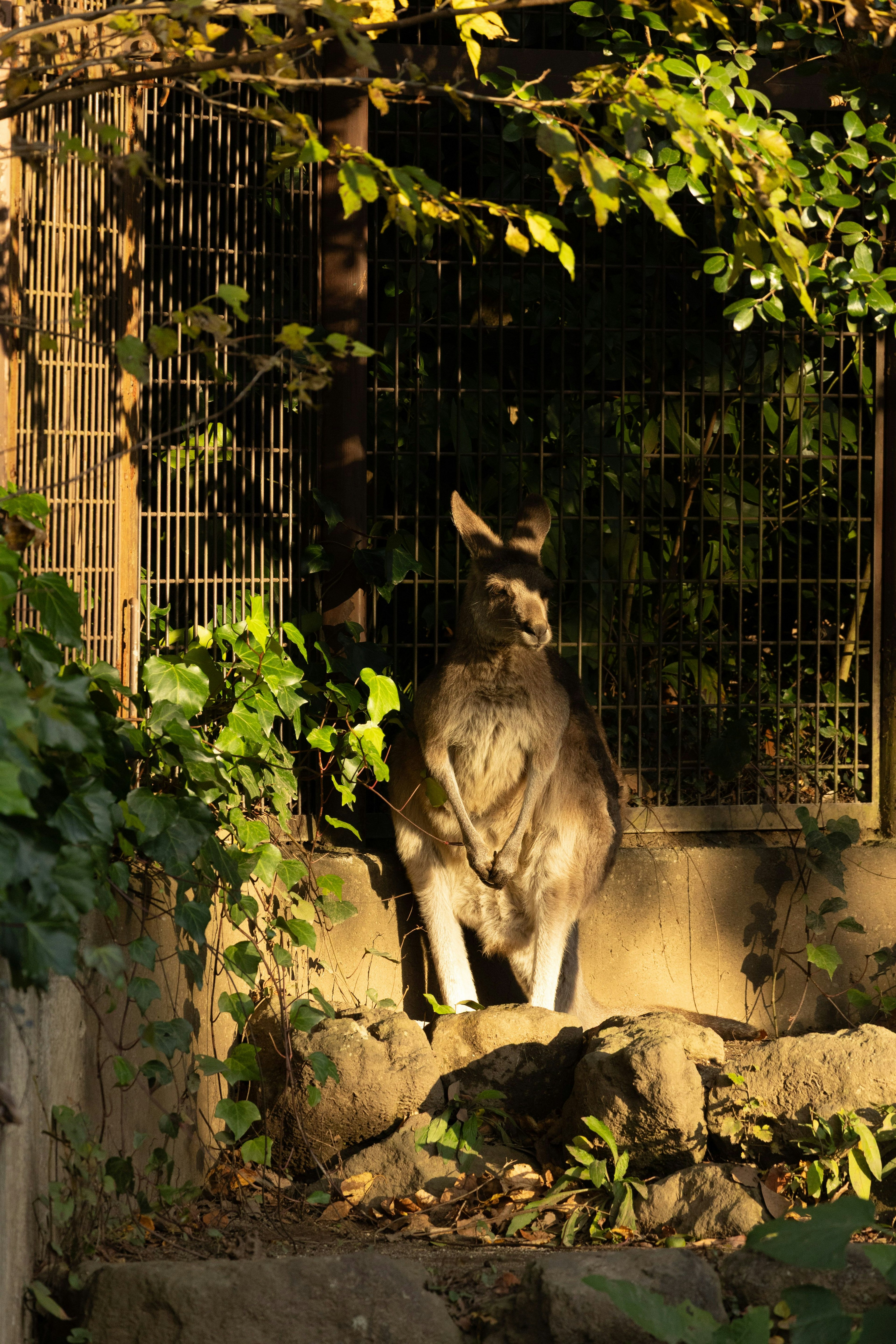 Một con kangaroo đứng trên đá dưới ánh nắng với nền xanh